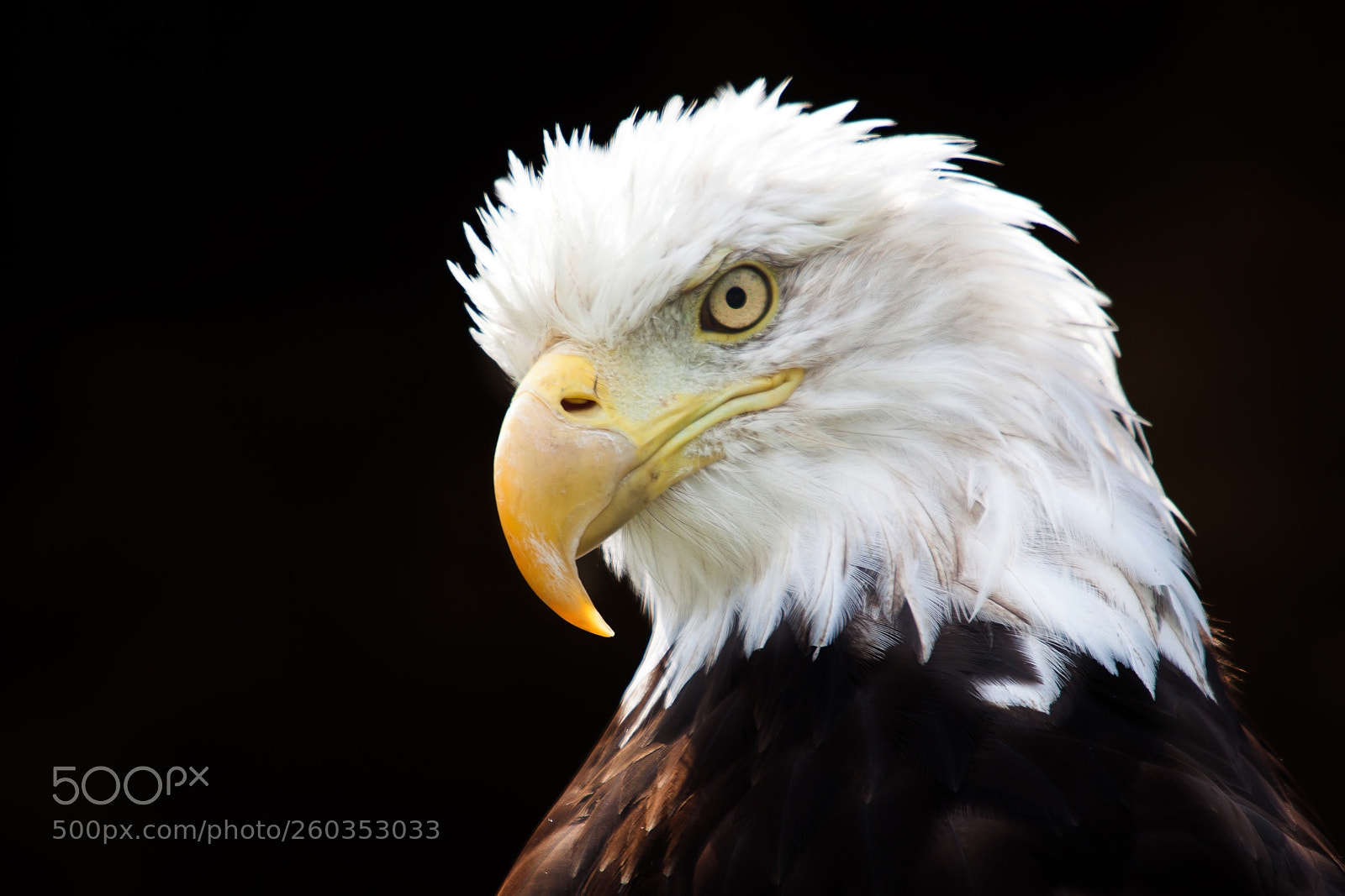 Canon EOS 5D Mark II sample photo. Bald eagle photography