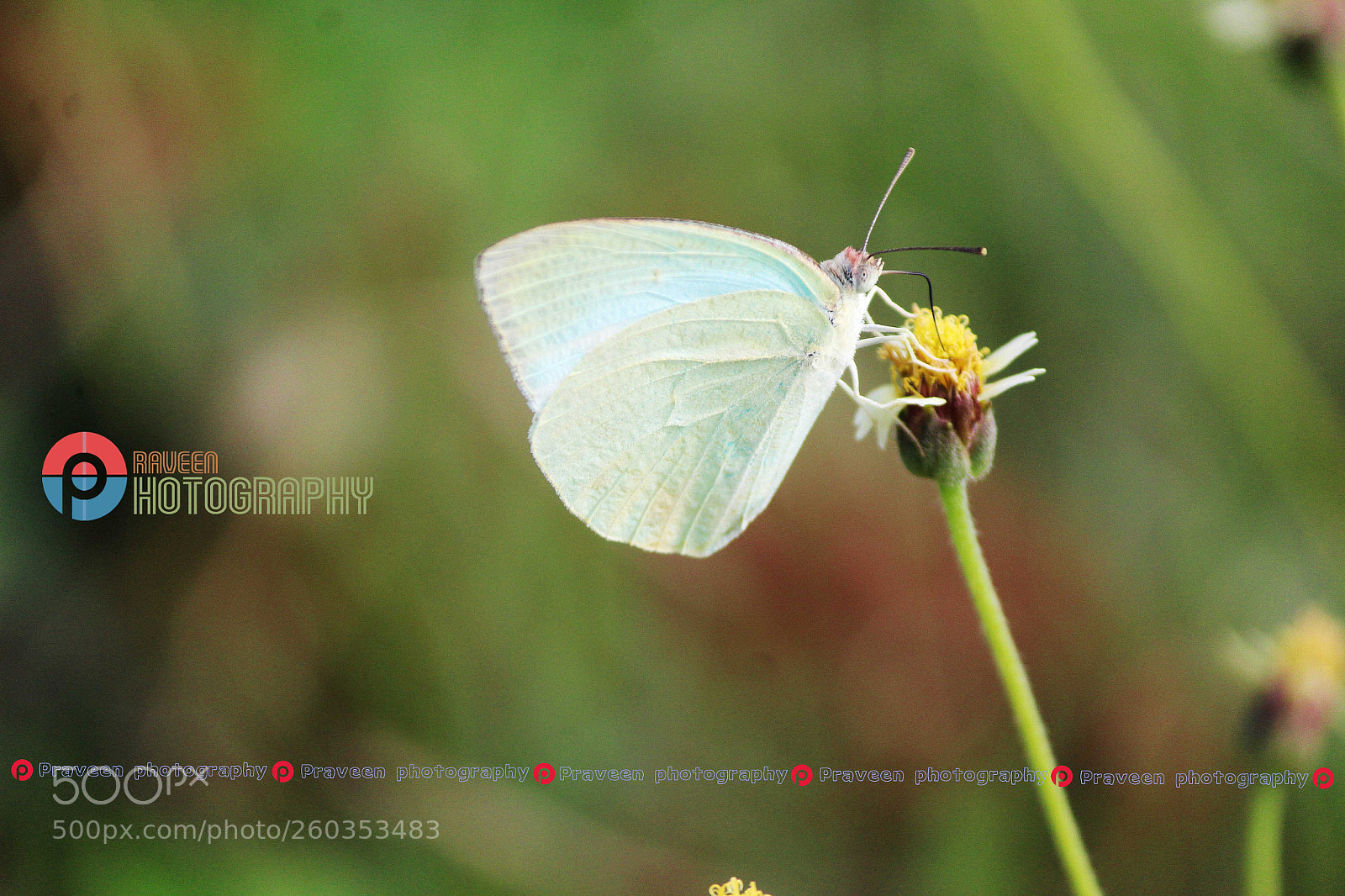 Canon EOS 1200D (EOS Rebel T5 / EOS Kiss X70 / EOS Hi) sample photo. Butterfly photography