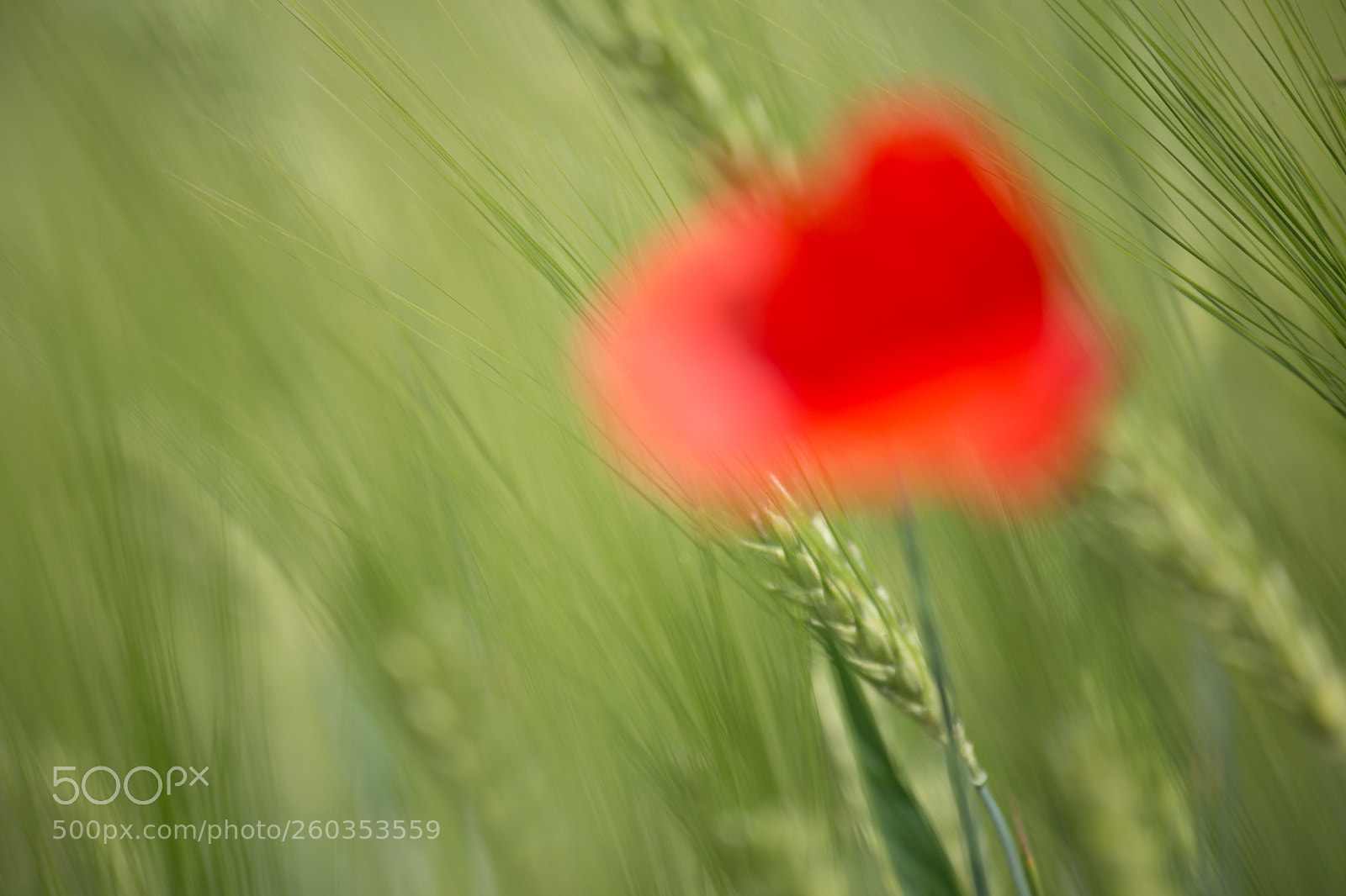 Canon EOS 6D sample photo. Red photography