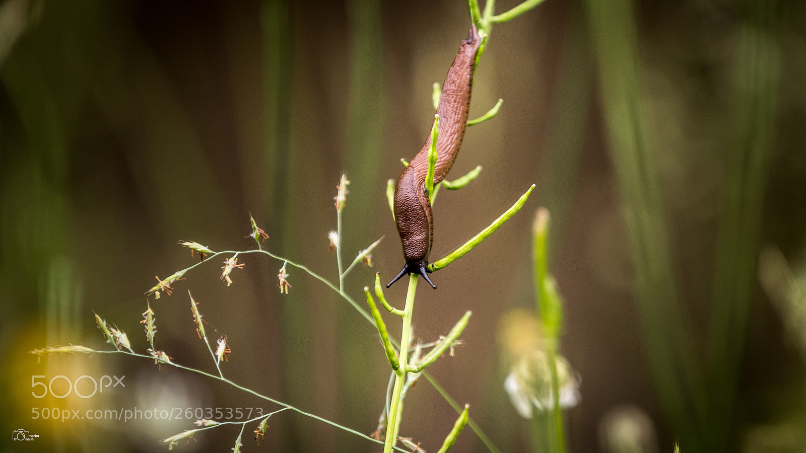 Canon EOS 80D sample photo. Slug photography