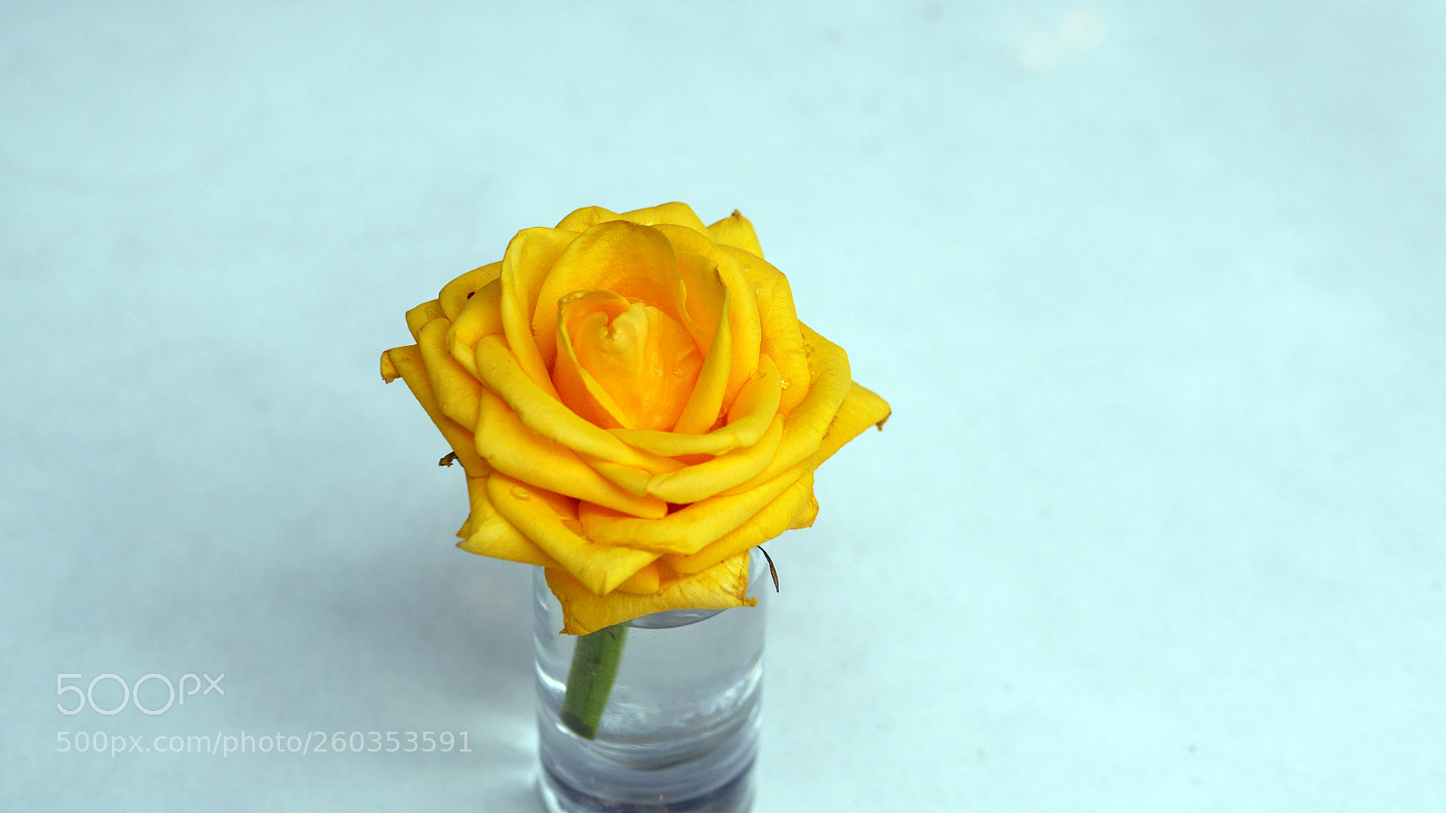 Panasonic Lumix DMC-GH3 sample photo. Yellow rose photography