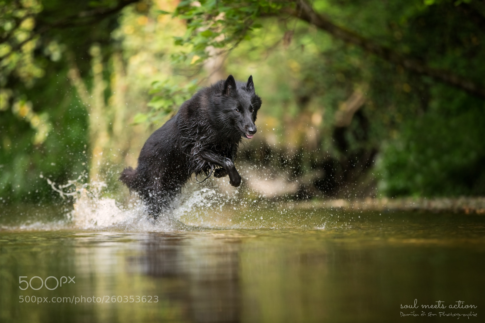Canon EOS-1D X Mark II sample photo. Ulaj - groenendael photography