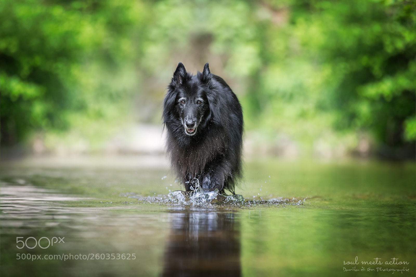 Canon EOS-1D X Mark II sample photo. Aika - groenendael photography