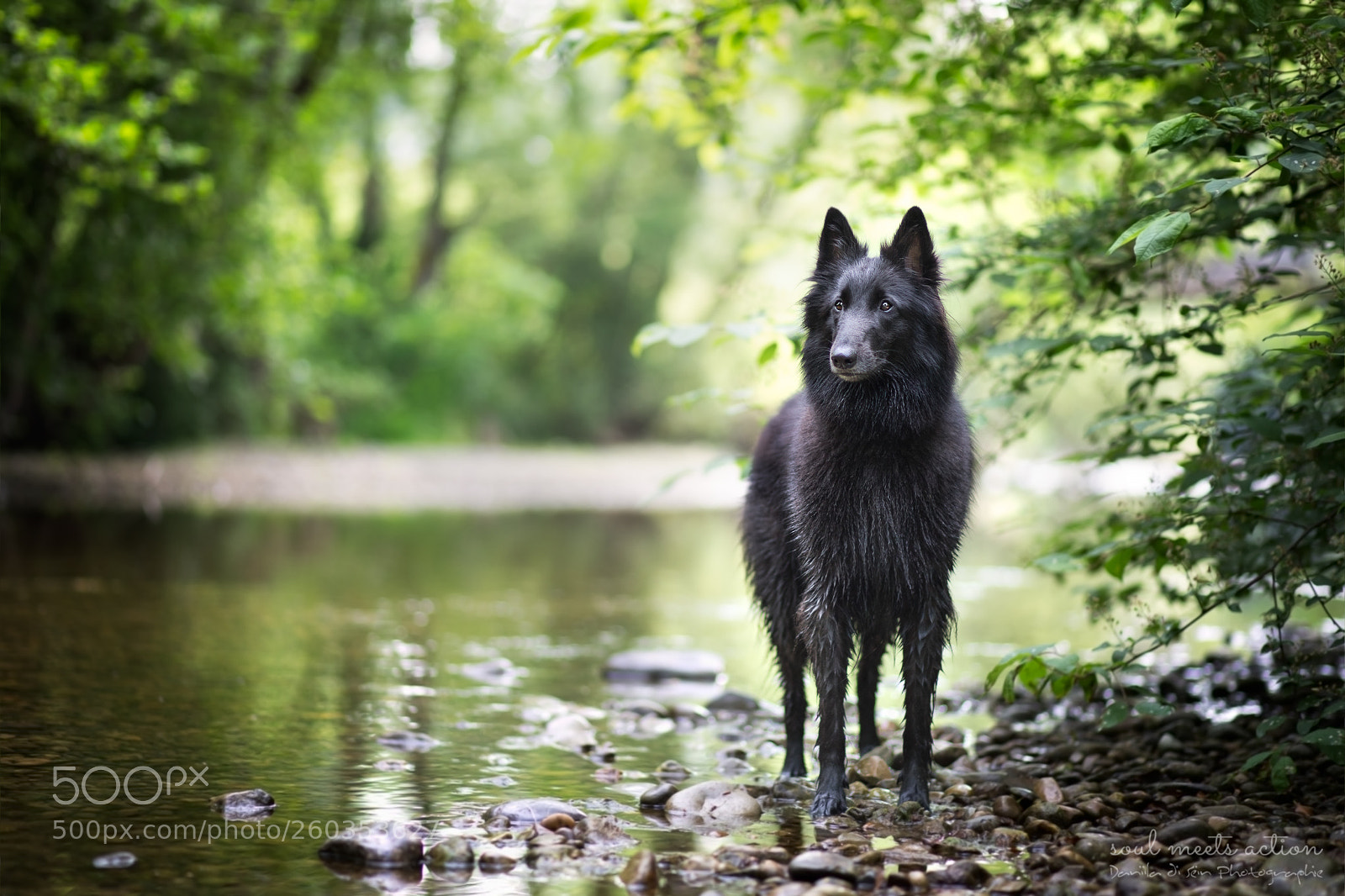 Canon EOS 5D Mark IV sample photo. Ulaj - groenendael photography