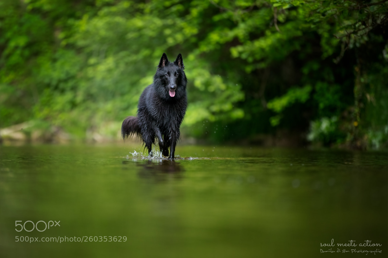 Canon EOS-1D X Mark II sample photo. Ulaj - groenendael photography