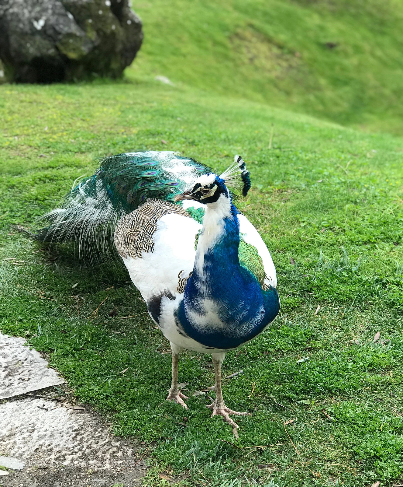 Apple iPhone 7 Plus sample photo. Peacock photography