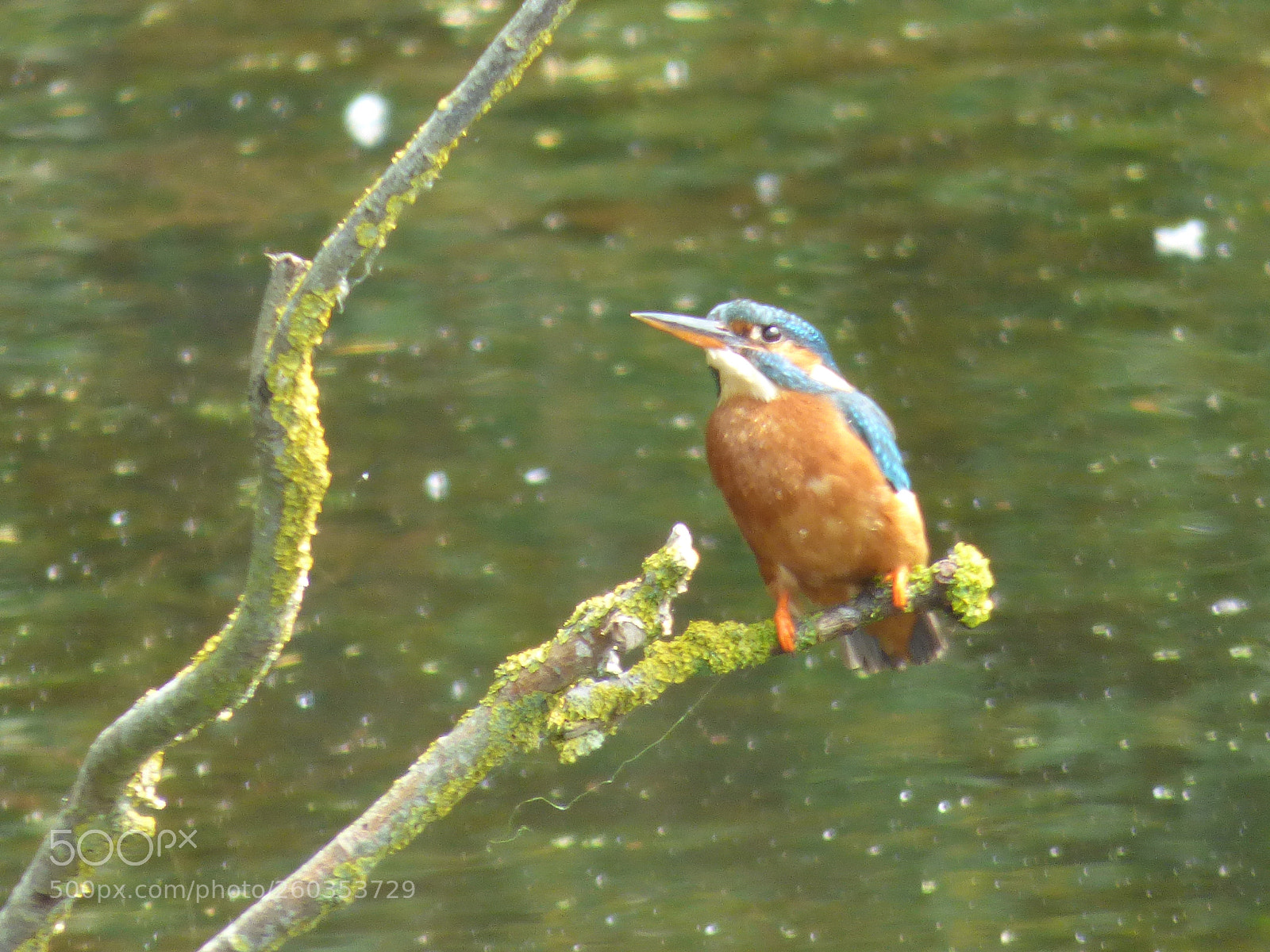 Panasonic DMC-FZ72 sample photo. Kingfishers photography