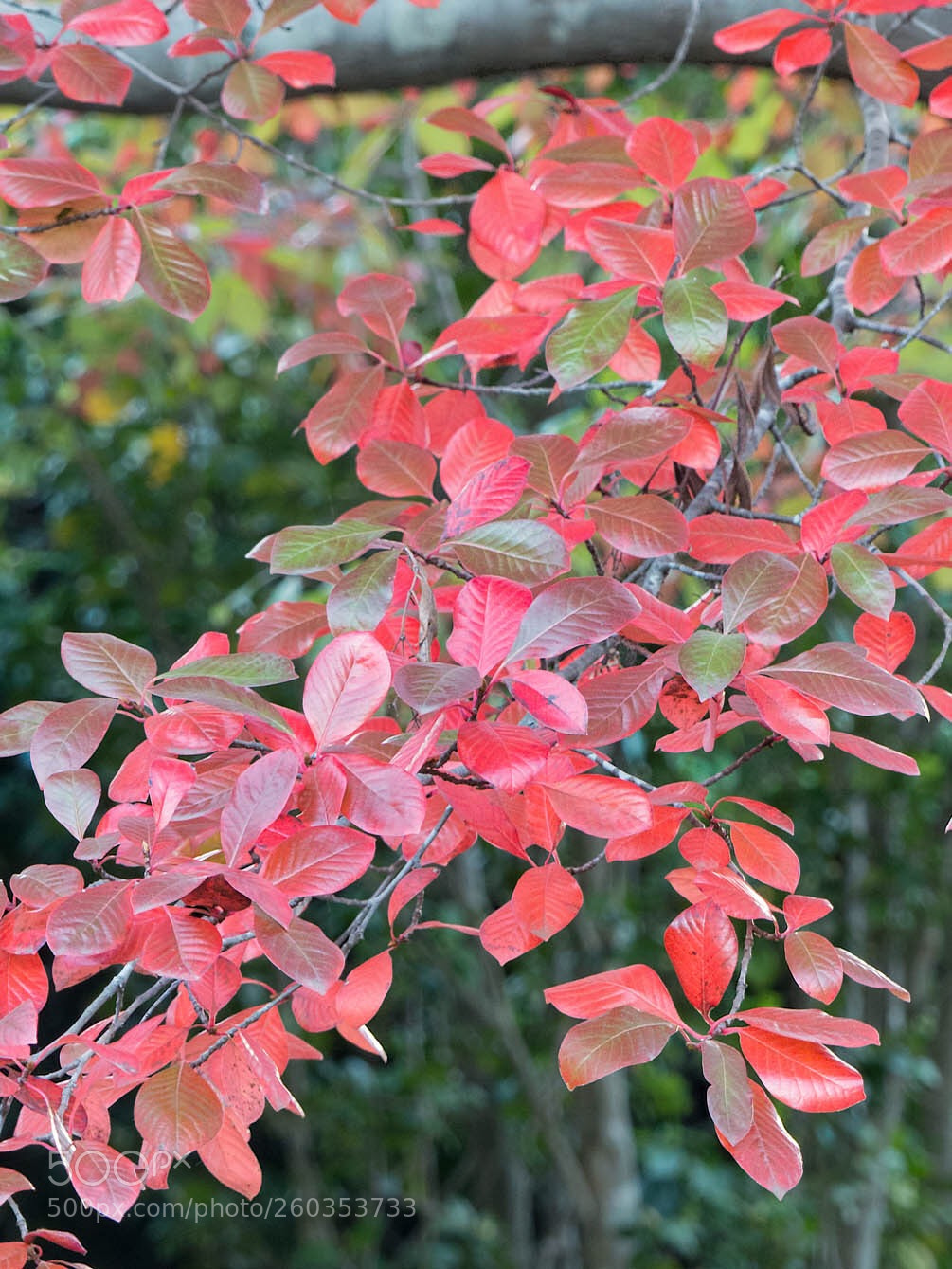 Panasonic Lumix DMC-FZ200 sample photo. Autumn#3 photography