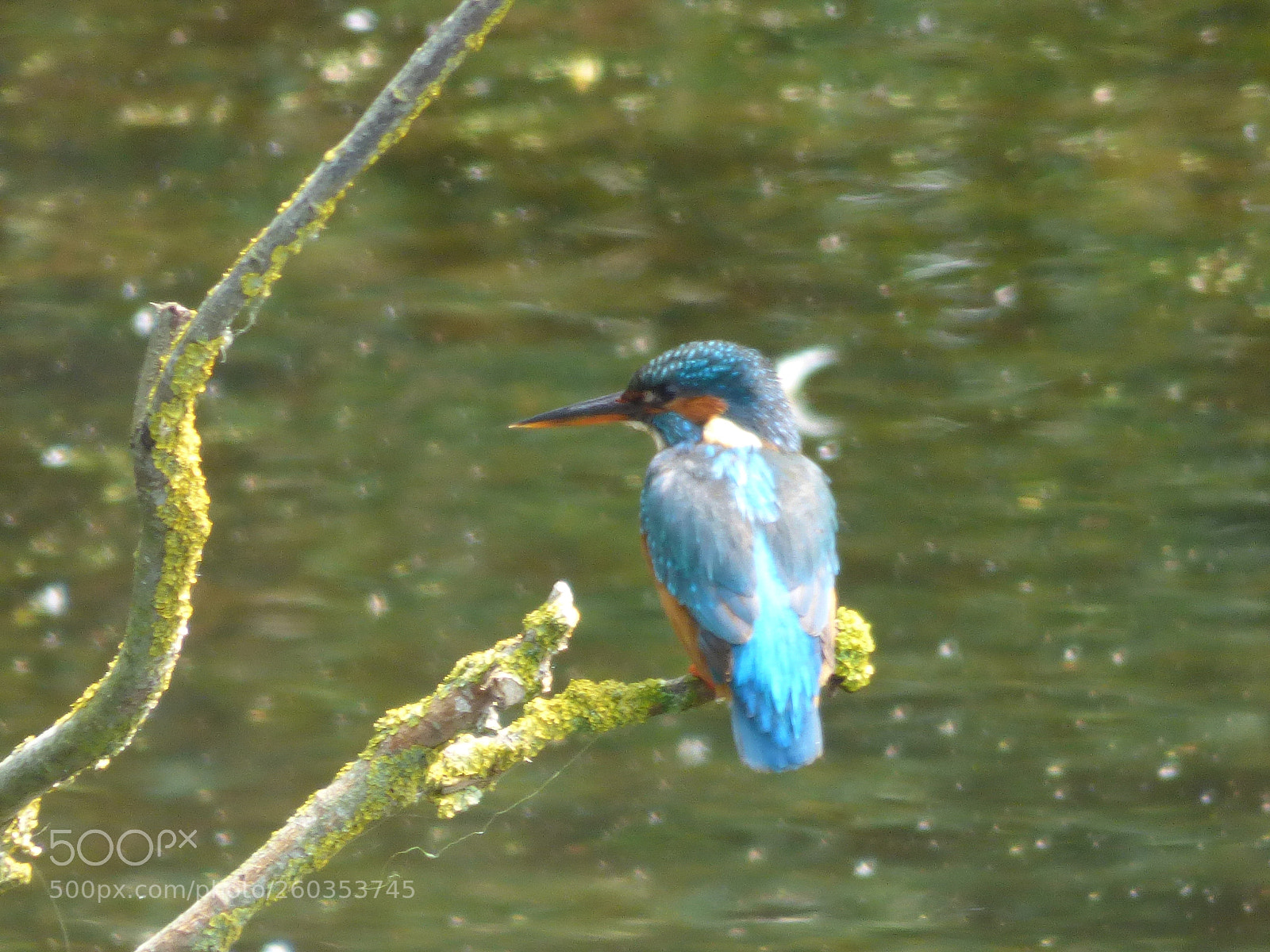 Panasonic DMC-FZ72 sample photo. Kingfishers photography