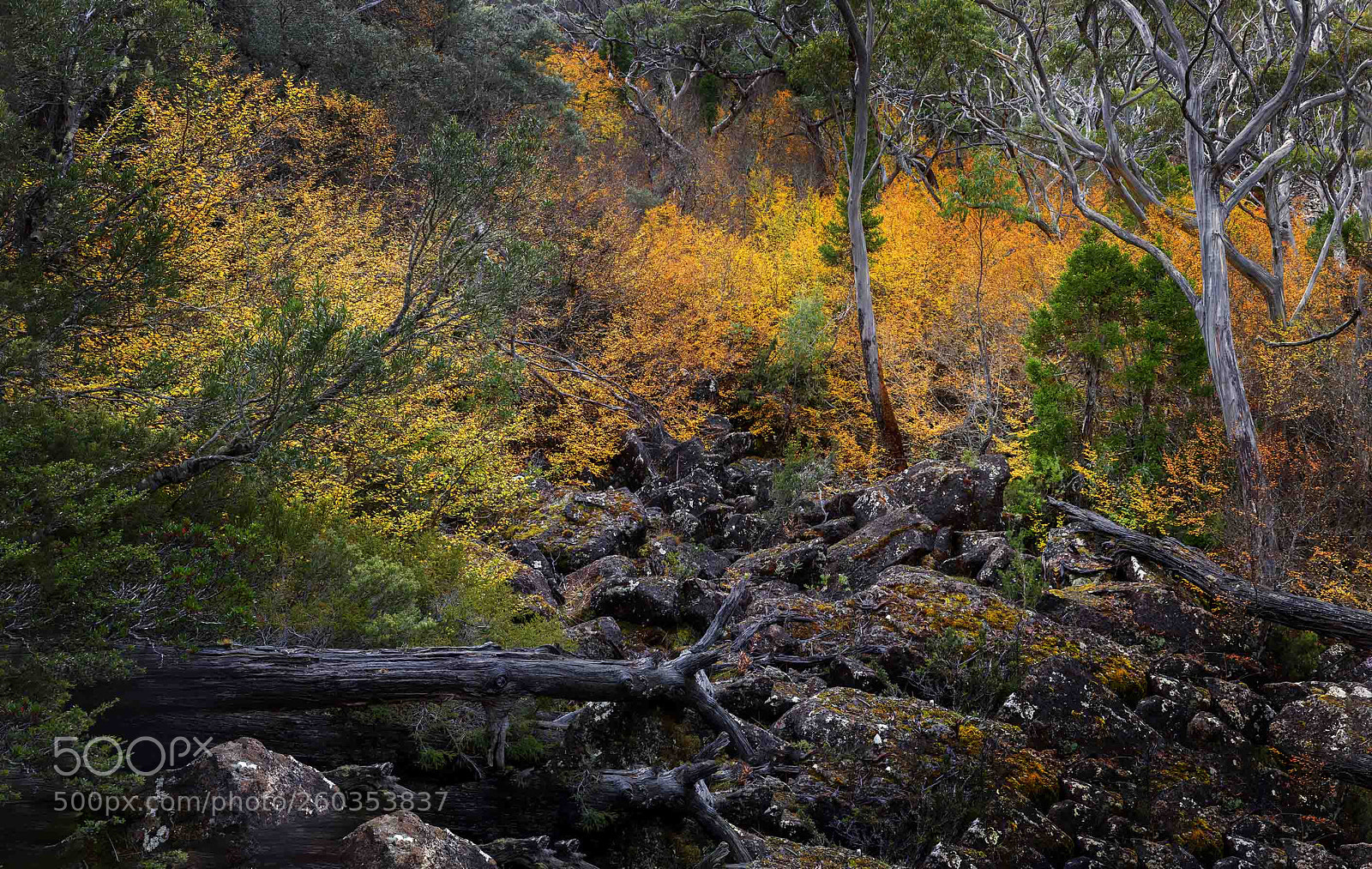 Canon EOS 6D Mark II sample photo. Turning of the fagus photography