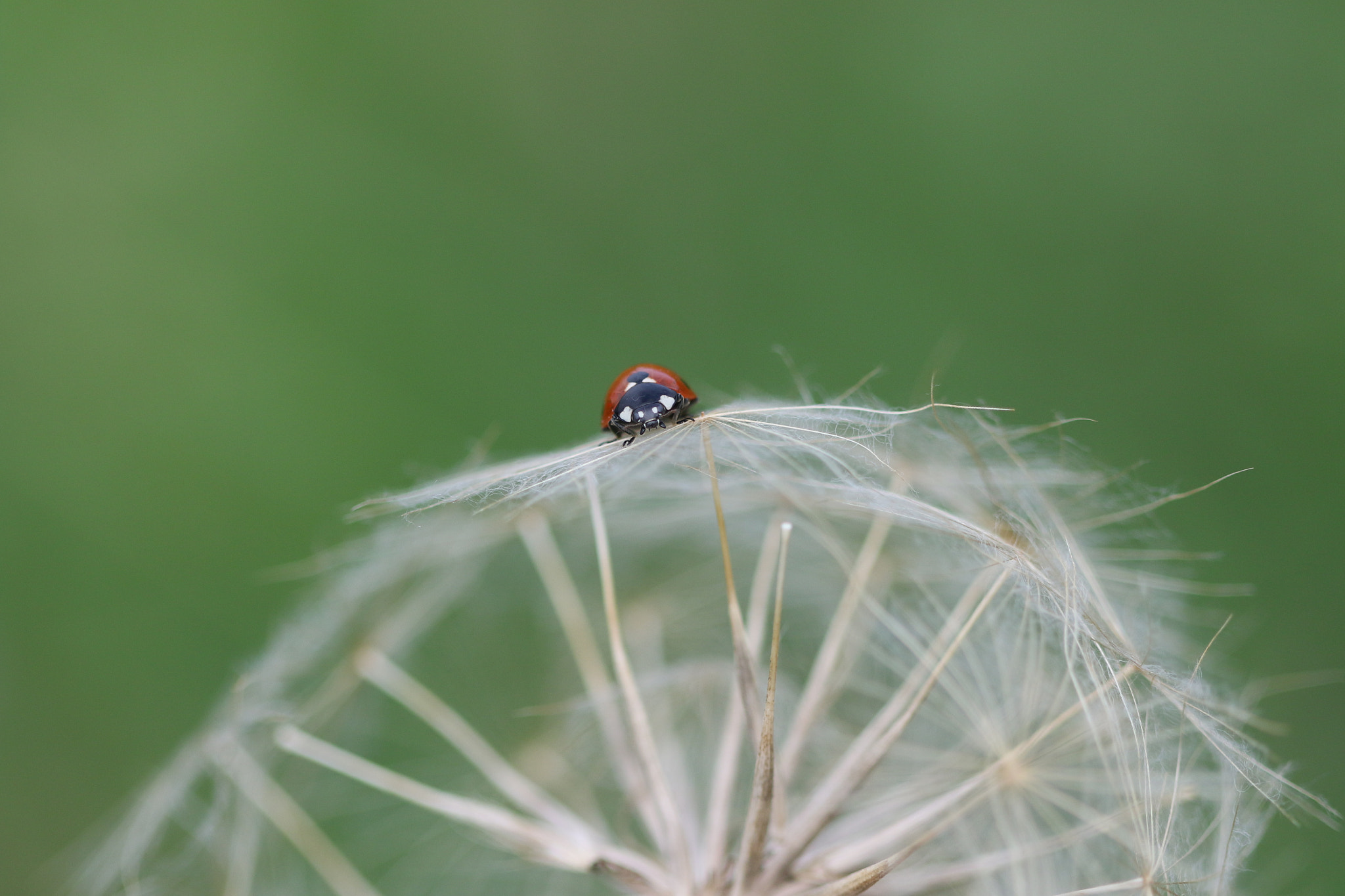 Canon EF 100mm F2.8 Macro USM sample photo. Open space photography