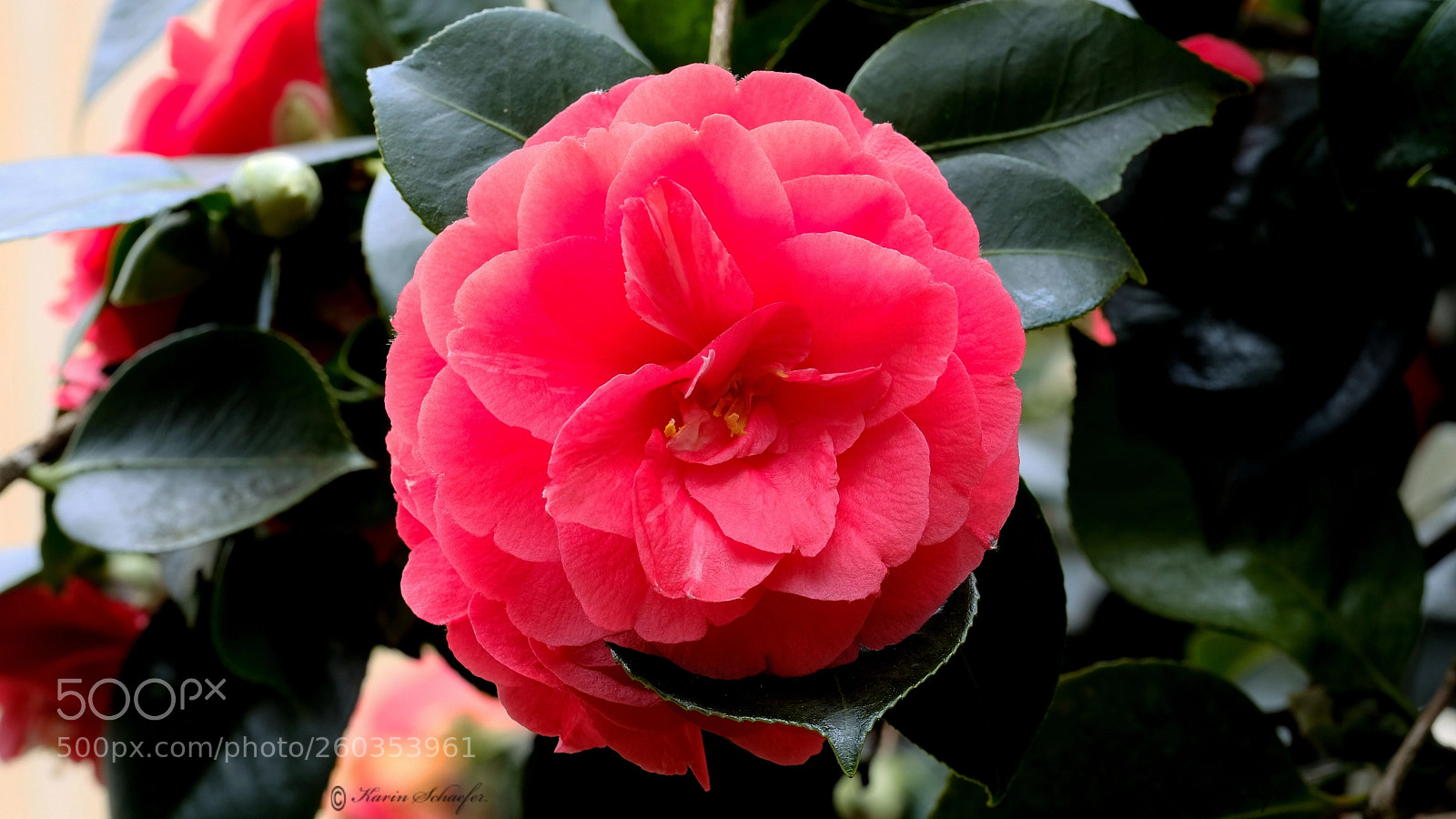 Fujifilm X-T2 sample photo. Camellia photography
