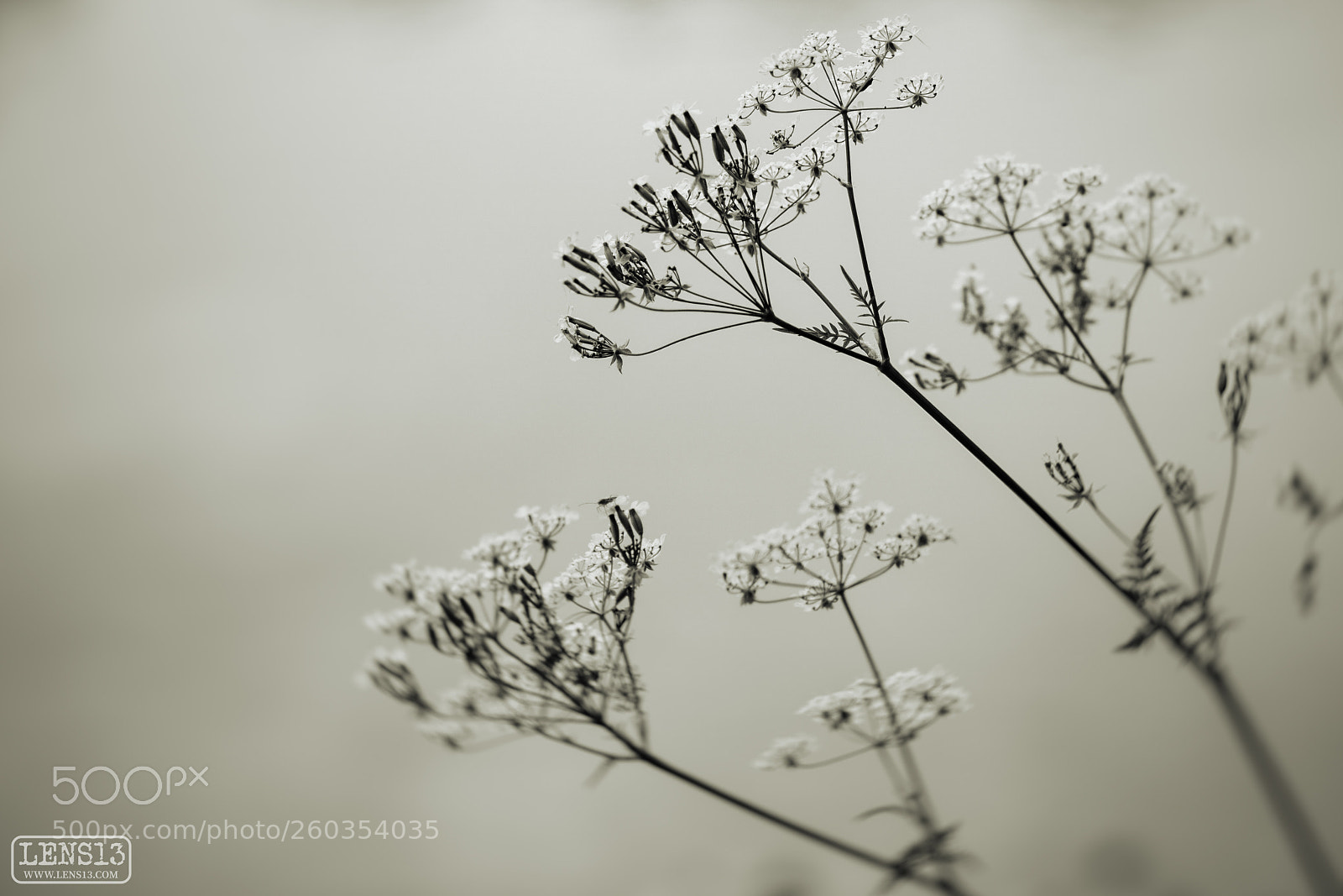 Sony a6000 sample photo. Plantlife 4 photography