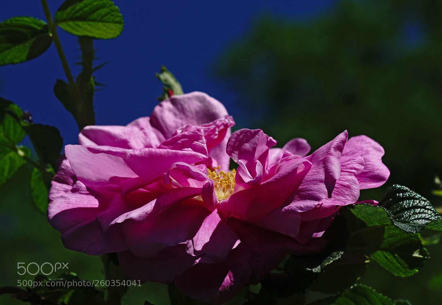 Sony a7R II sample photo. Wide open photography