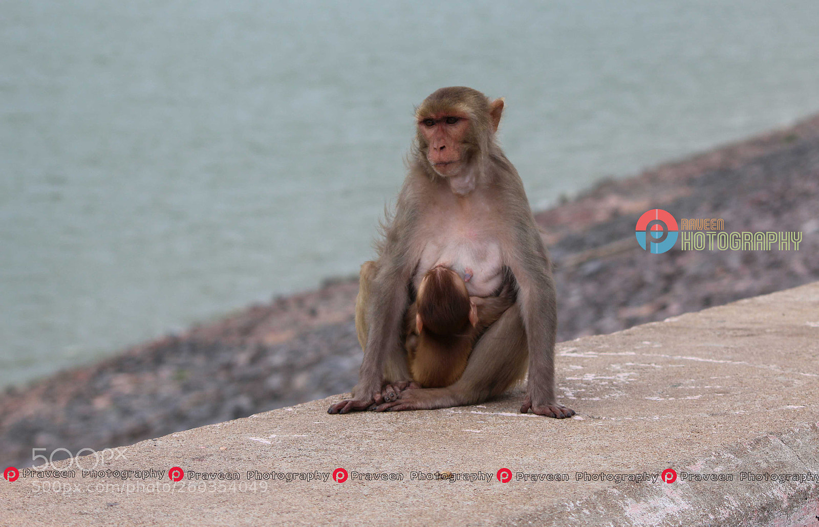 Canon EOS 1200D (EOS Rebel T5 / EOS Kiss X70 / EOS Hi) sample photo. Monkey with child photography
