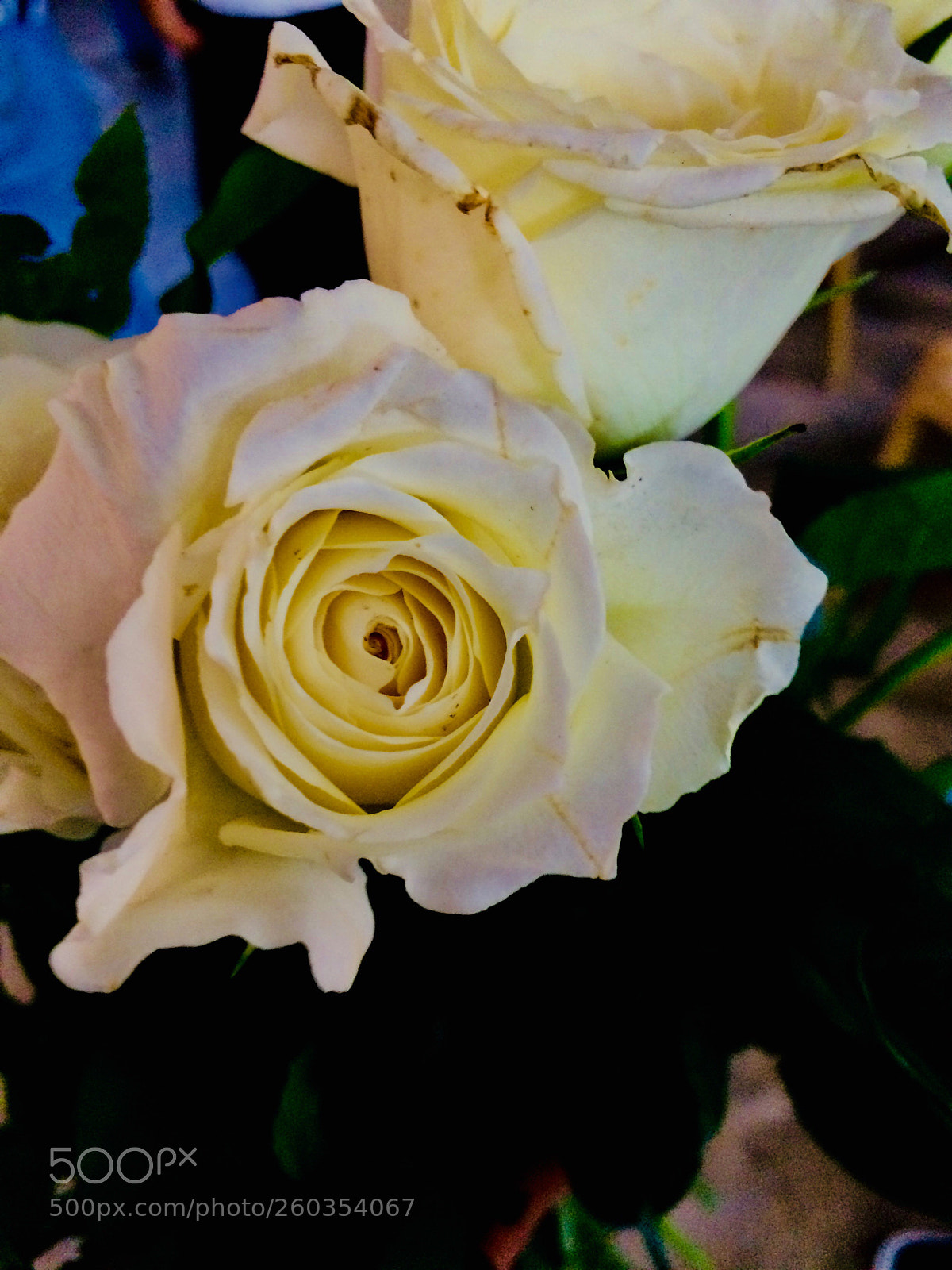 Apple iPhone 5s sample photo. Scent of purity  photography