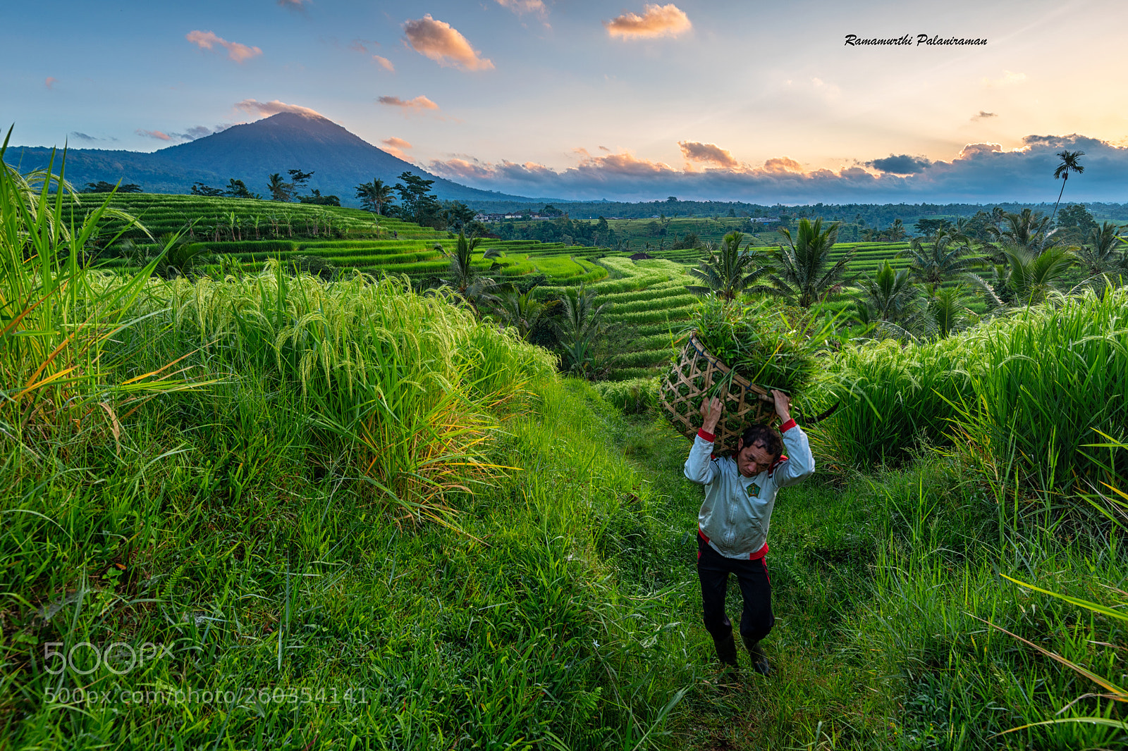 Nikon D810 sample photo. Countryside beautiful rice terraces photography