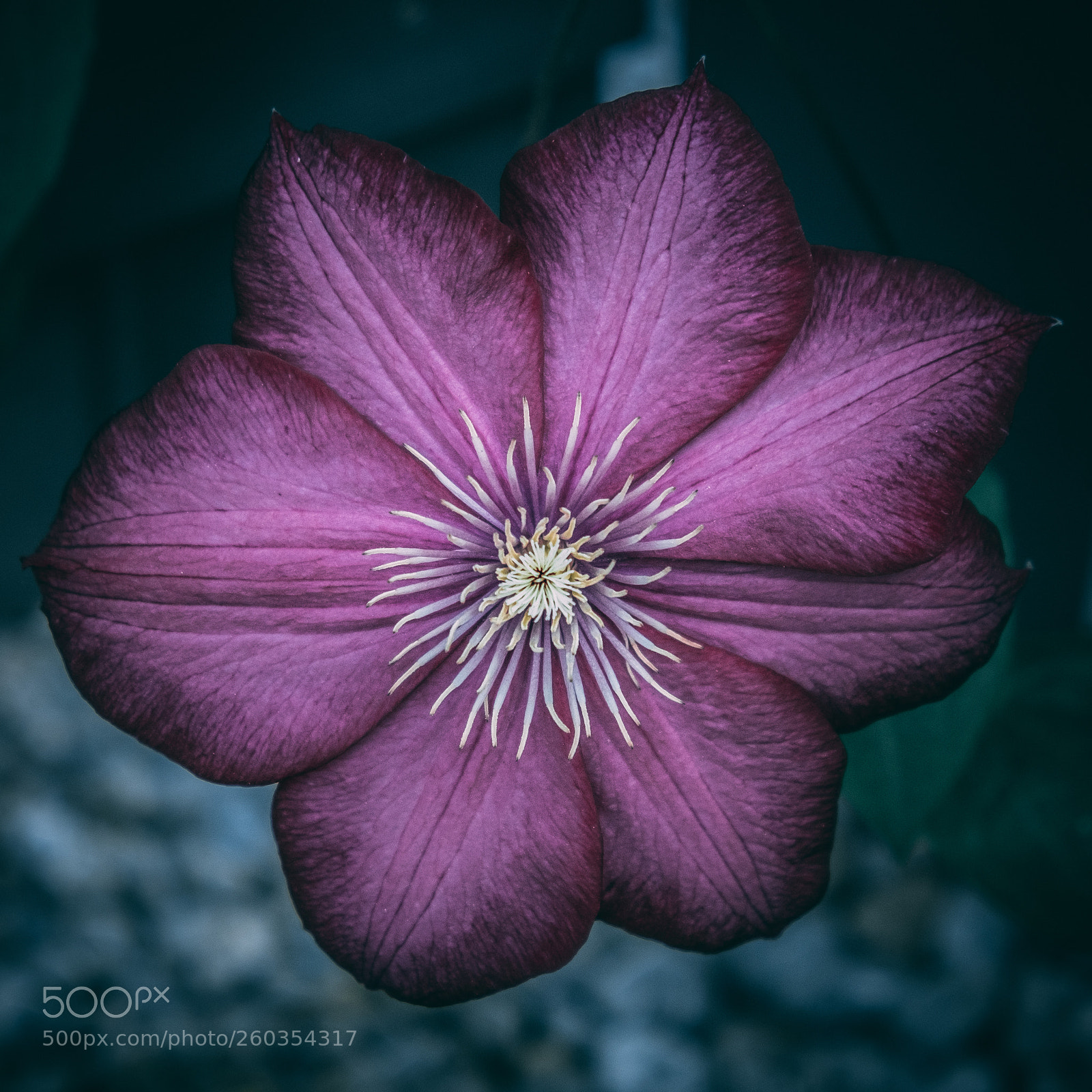 Fujifilm X-T20 sample photo. Clematis photography