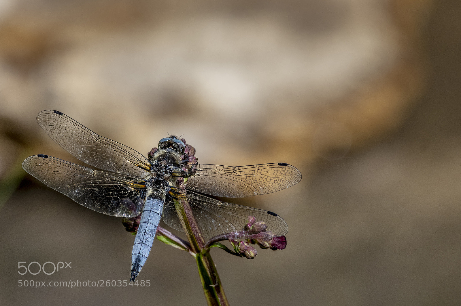 Pentax K-3 sample photo. Butterfly photography