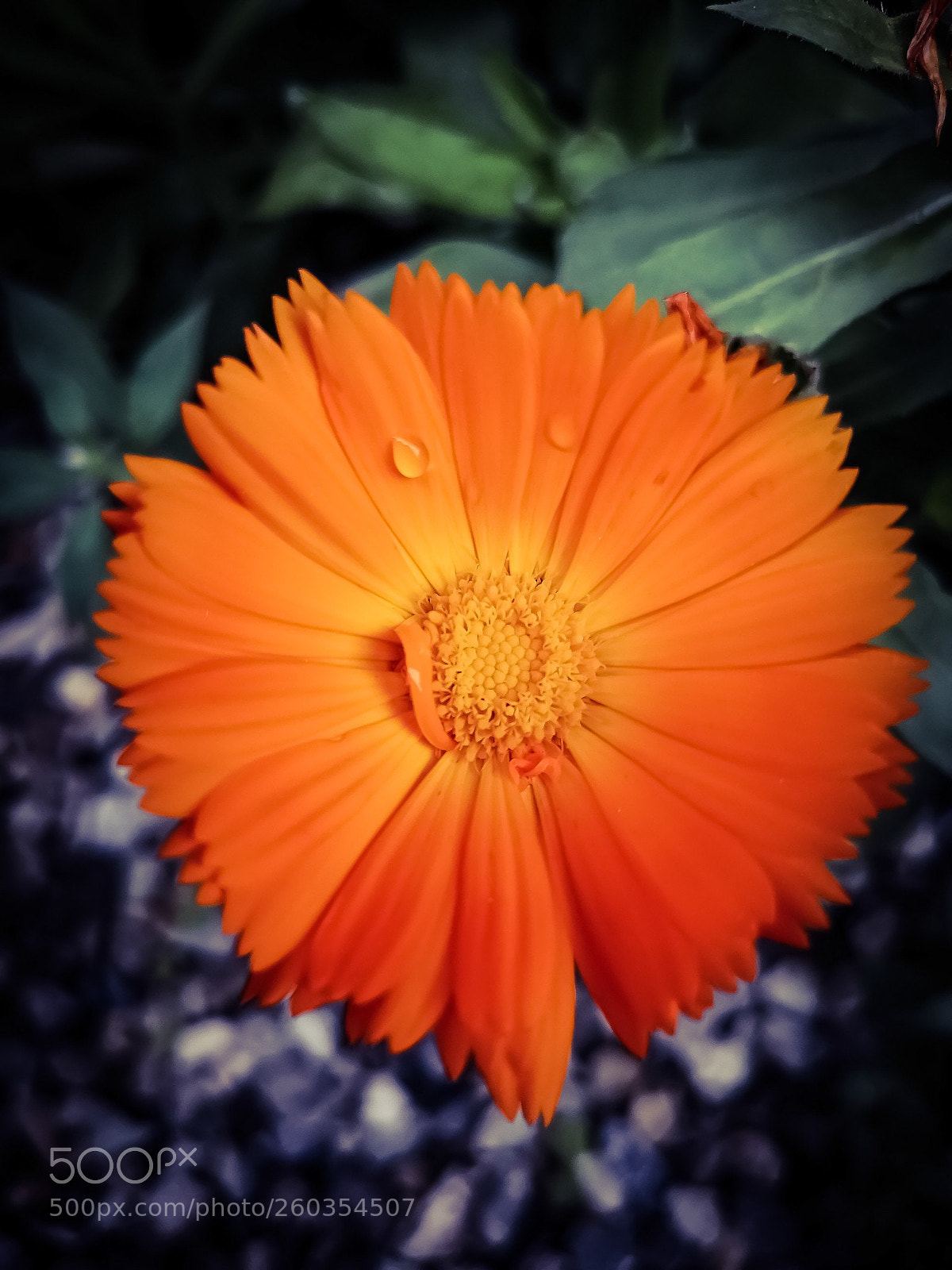 HUAWEI CLT-L09 sample photo. Calendula 2 photography