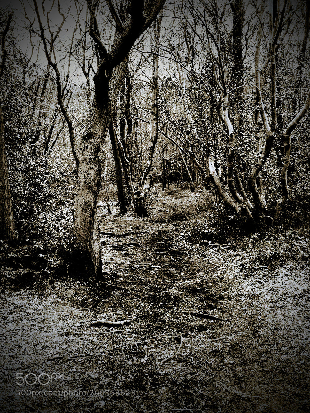 Google Pixel 2 sample photo. Woods photography