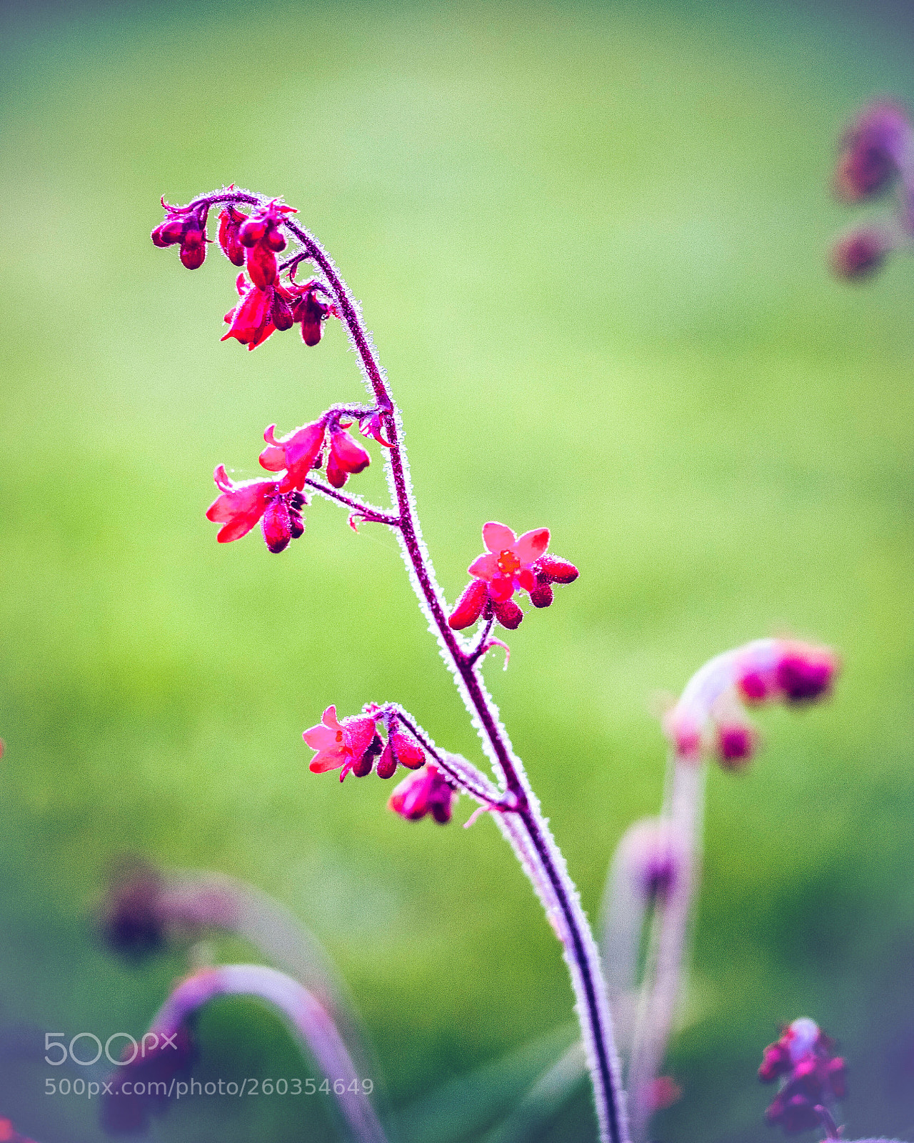 Olympus OM-D E-M1 sample photo. Pretty in pink photography