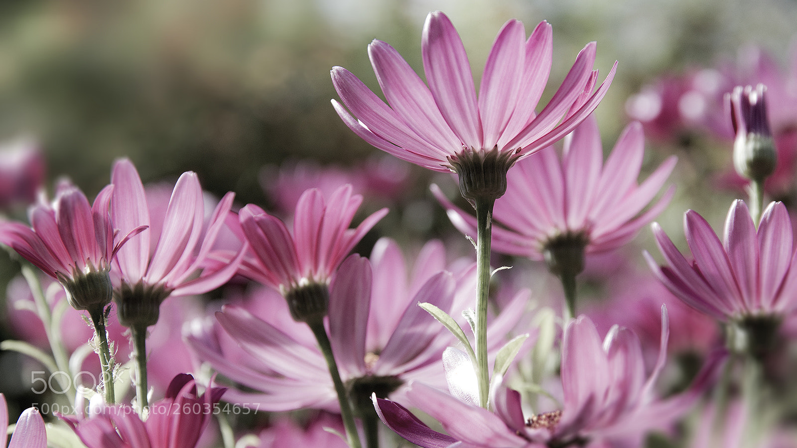 Canon EOS 70D sample photo. Blüten, flowers photography