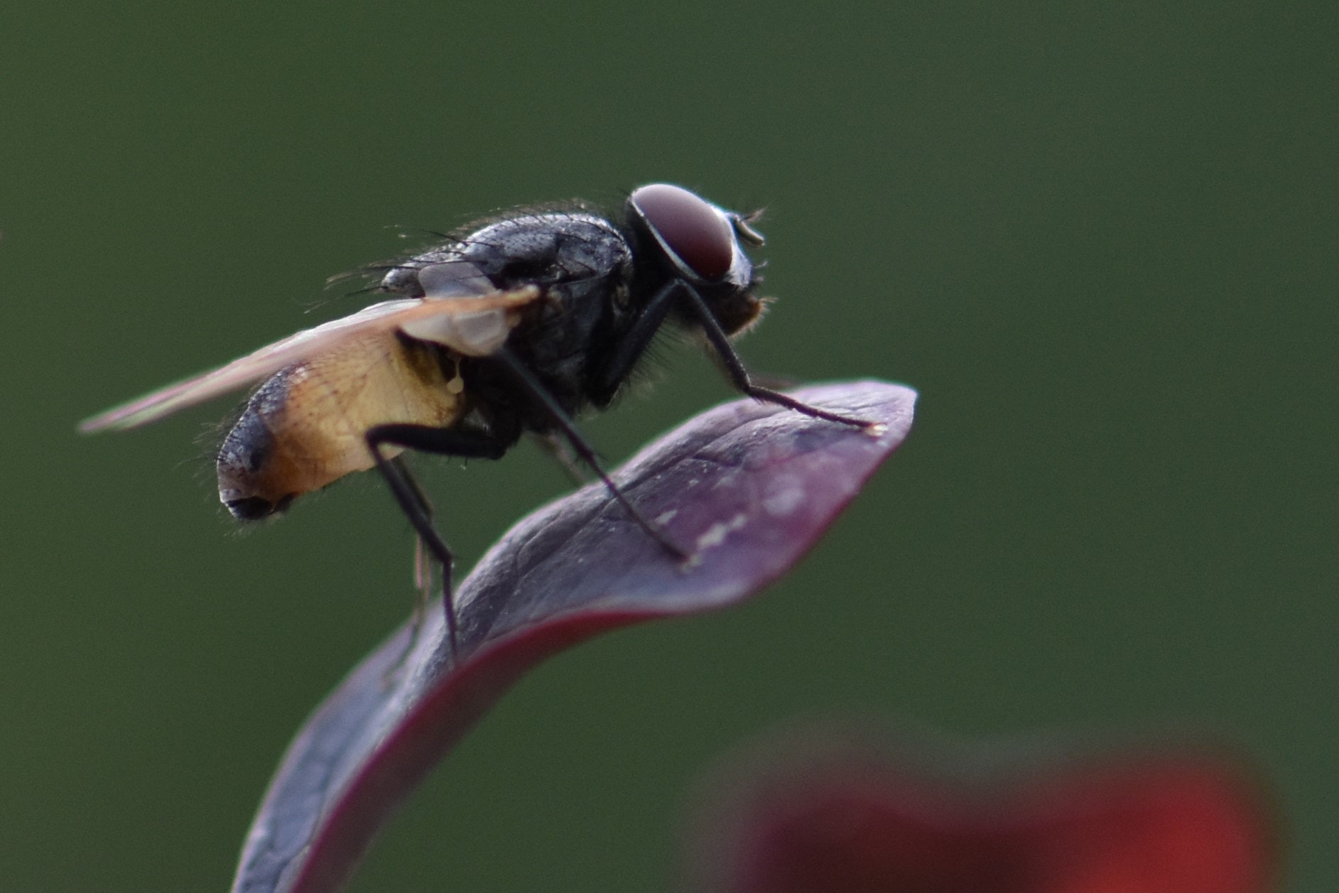 Nikon AF-S Micro-Nikkor 105mm F2.8G IF-ED VR sample photo. Fly . . . photography