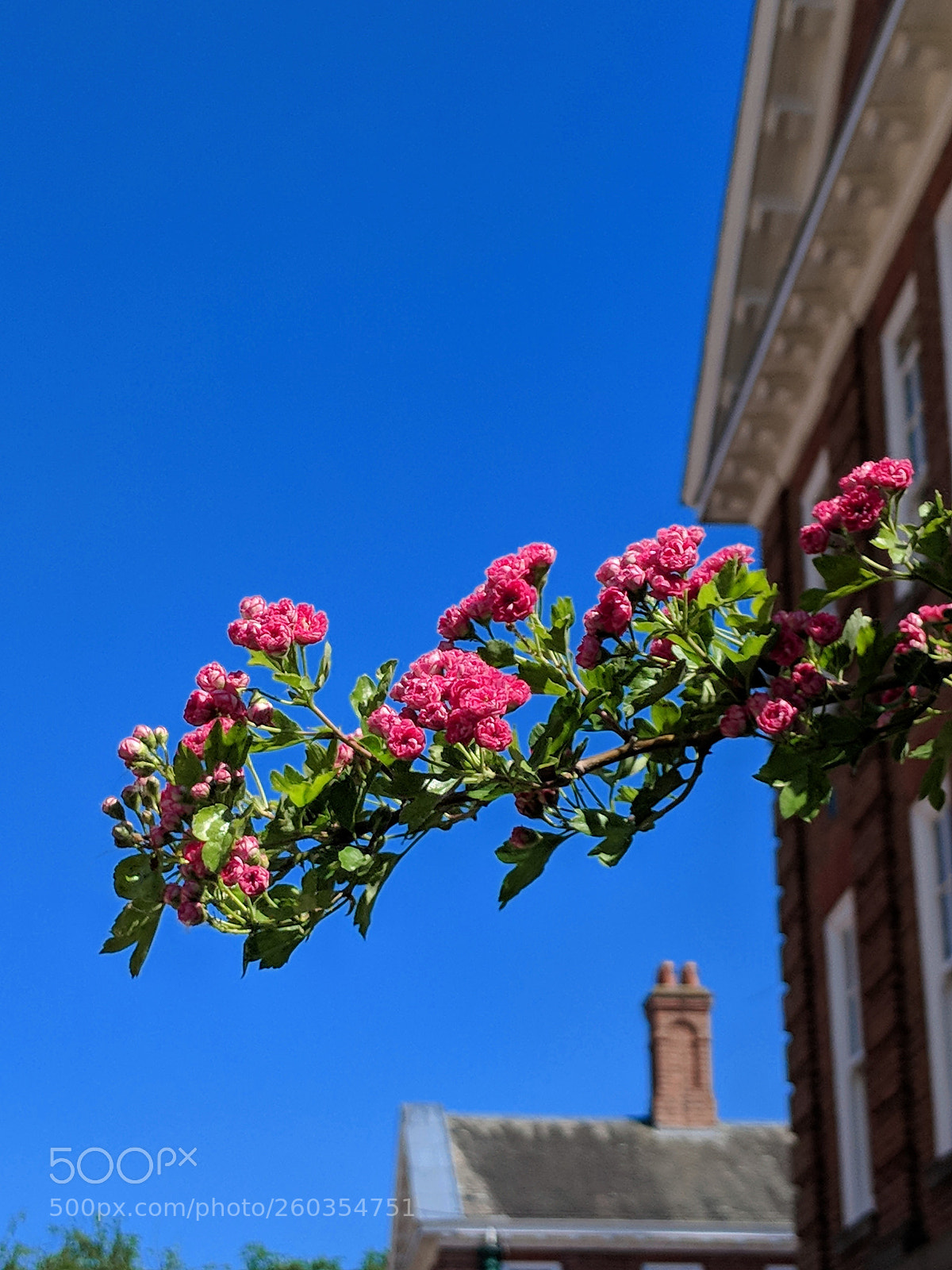 Google Pixel 2 sample photo. Flowers photography