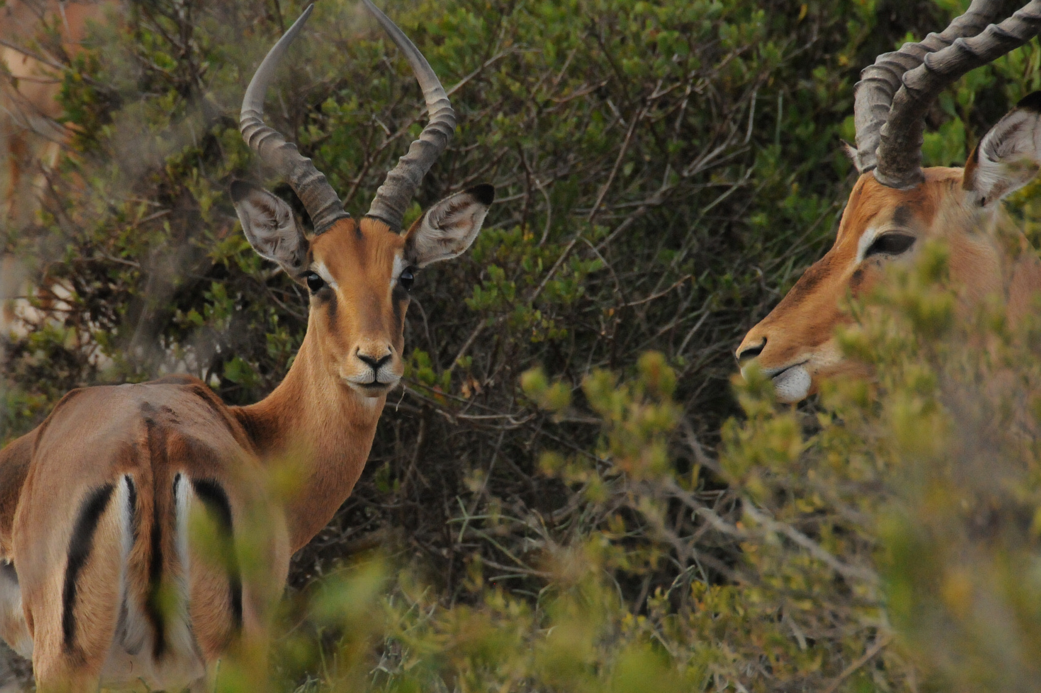 Nikon D300S sample photo. Impala soth africa photography