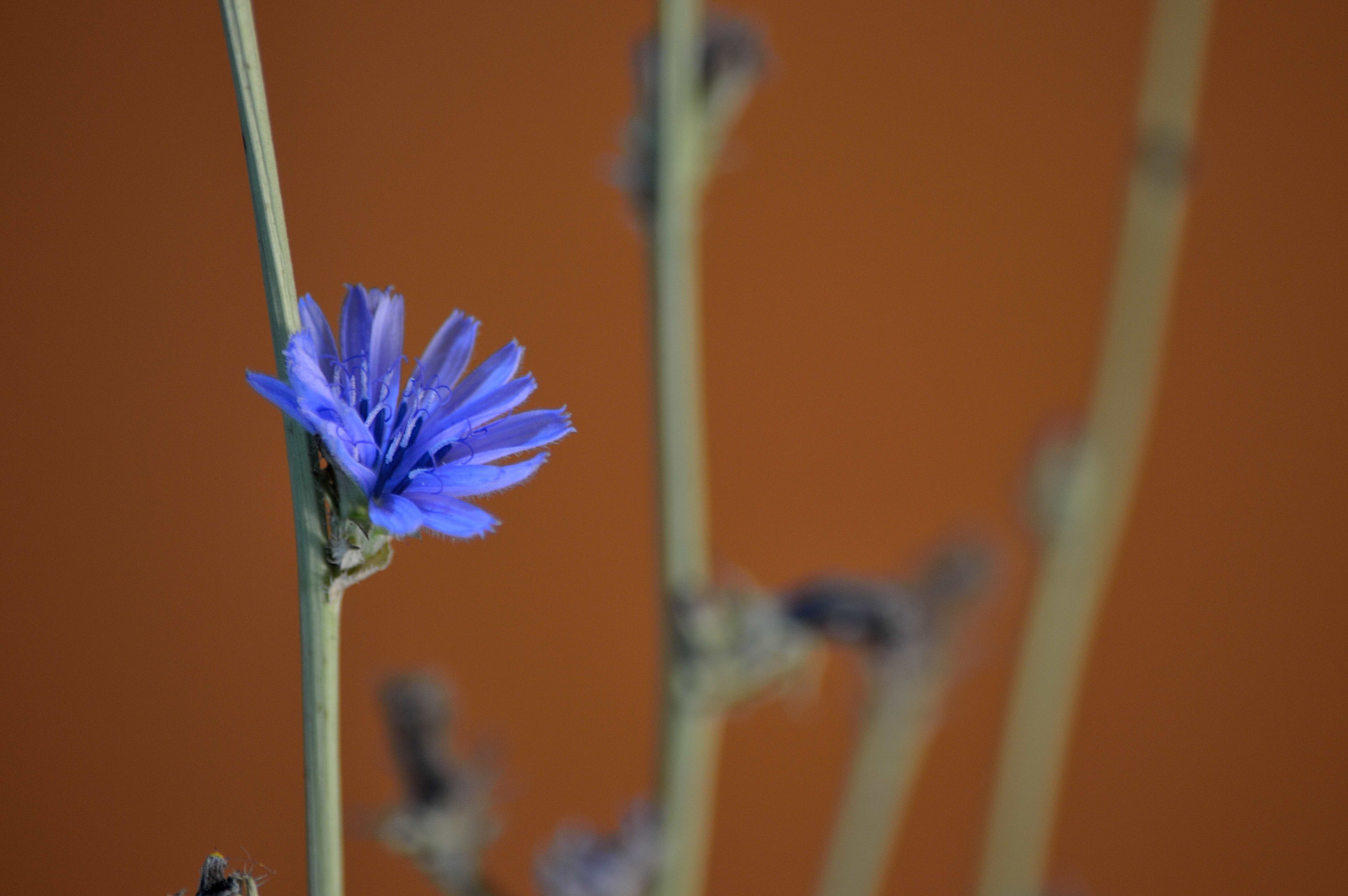 Nikon D3200 sample photo. Wildflowers photography