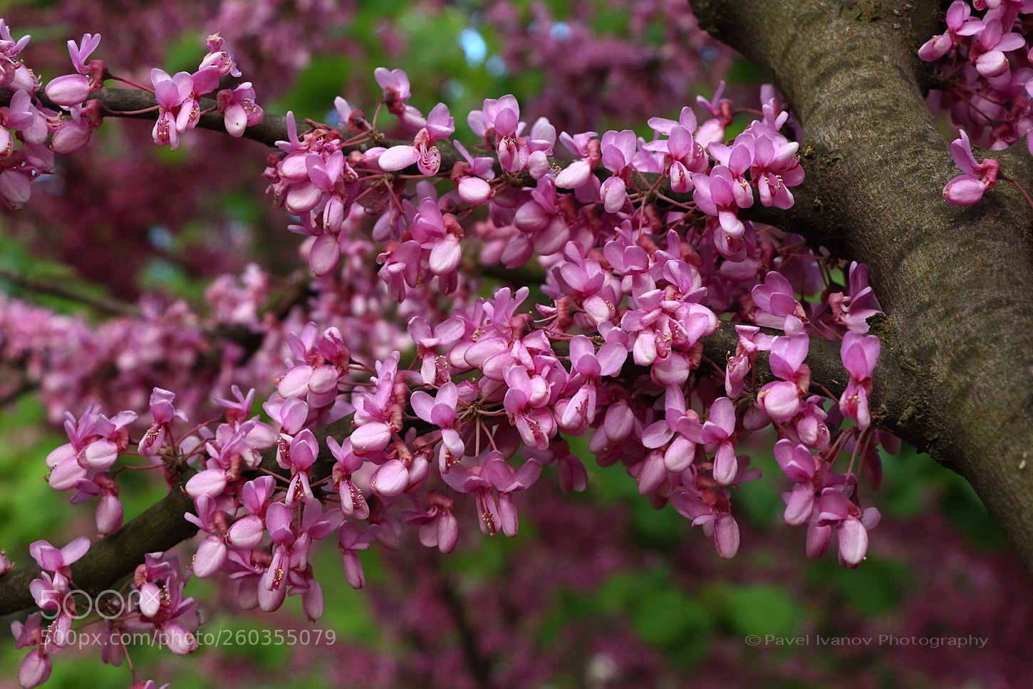 Canon EOS 700D (EOS Rebel T5i / EOS Kiss X7i) sample photo. Pink butterfles photography