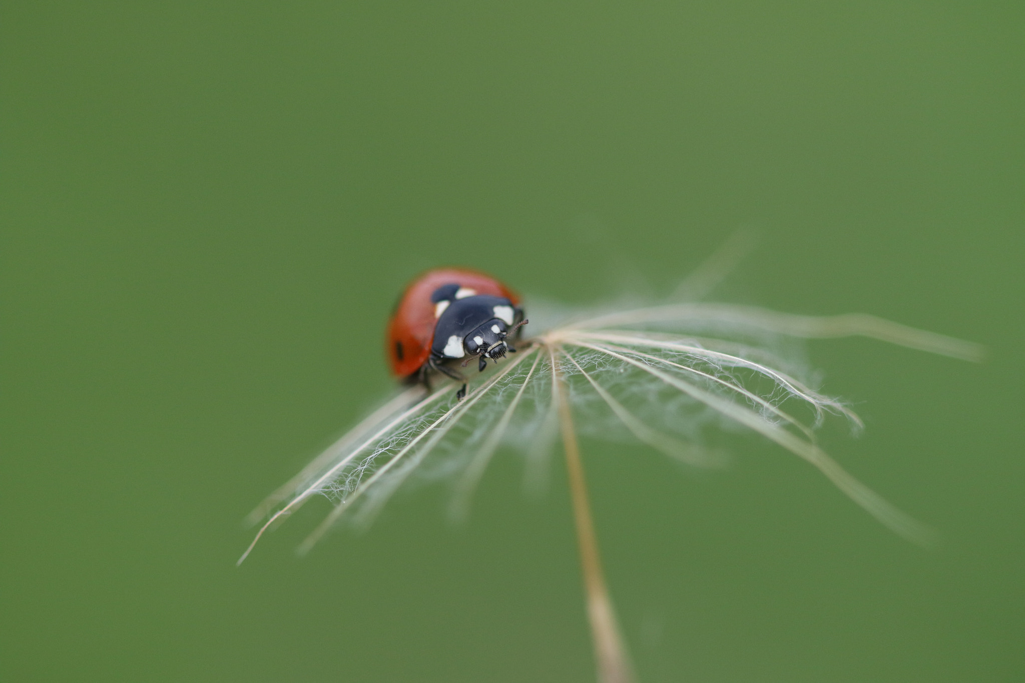 Canon EF 100mm F2.8 Macro USM sample photo. Up photography