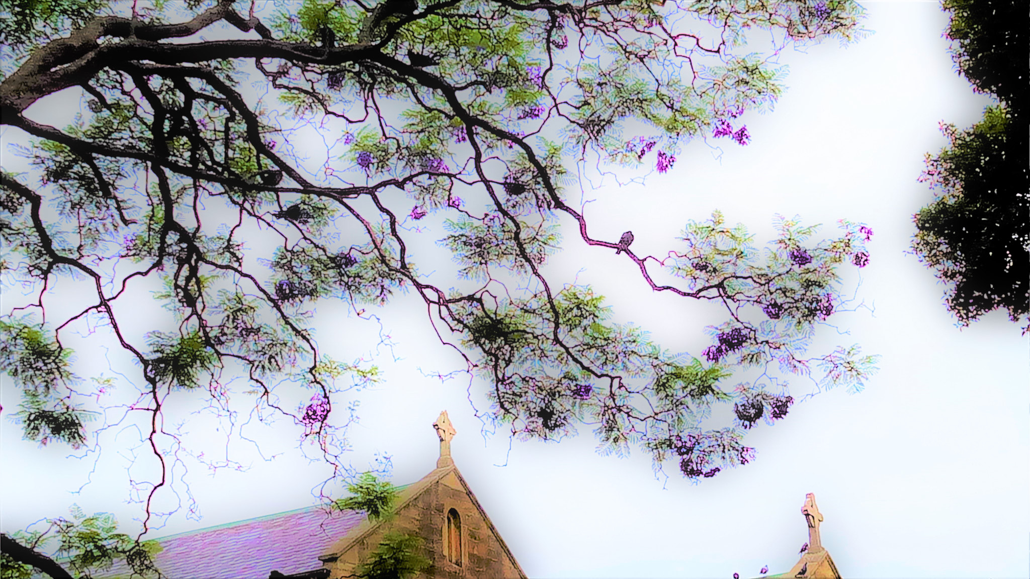 OPPO A1601 sample photo. Jacaranda tree flower photography