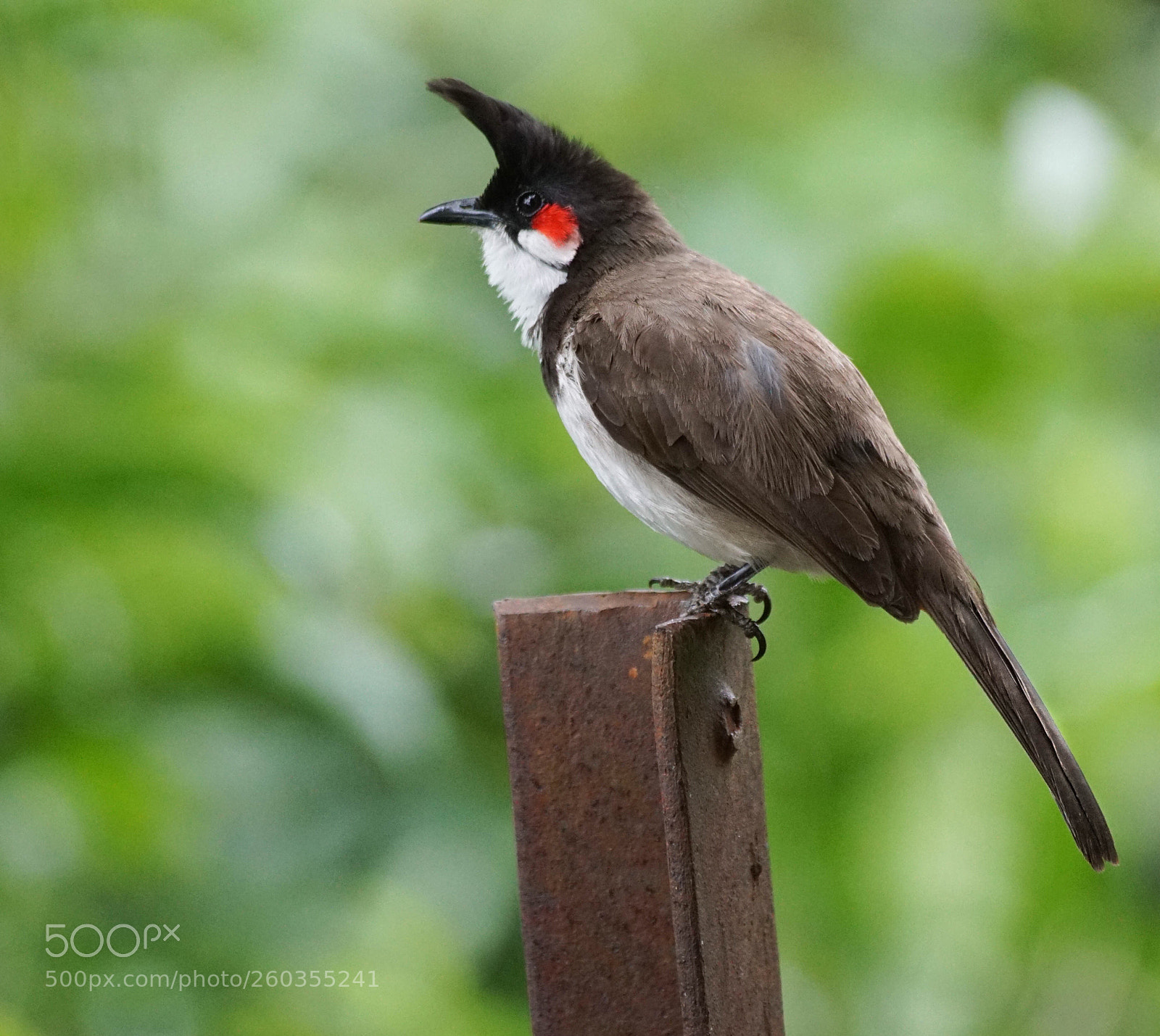 Sony a6000 sample photo. Red whiskered bulbul photography