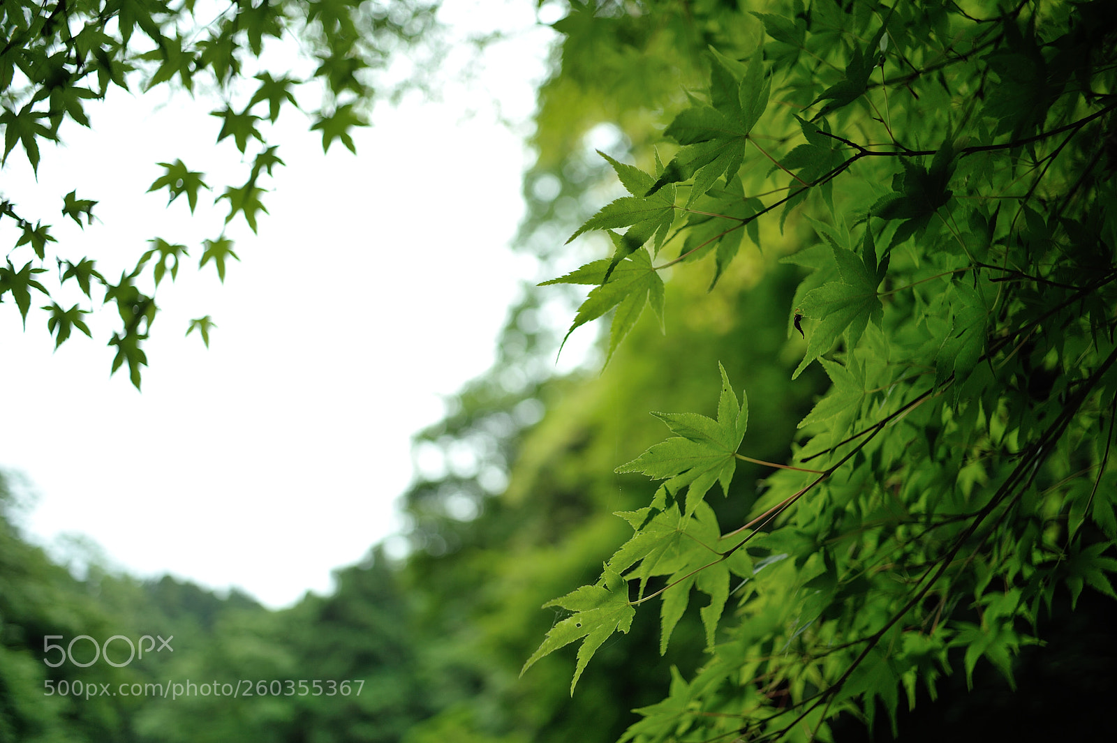 Nikon D700 sample photo. Wave of greens photography