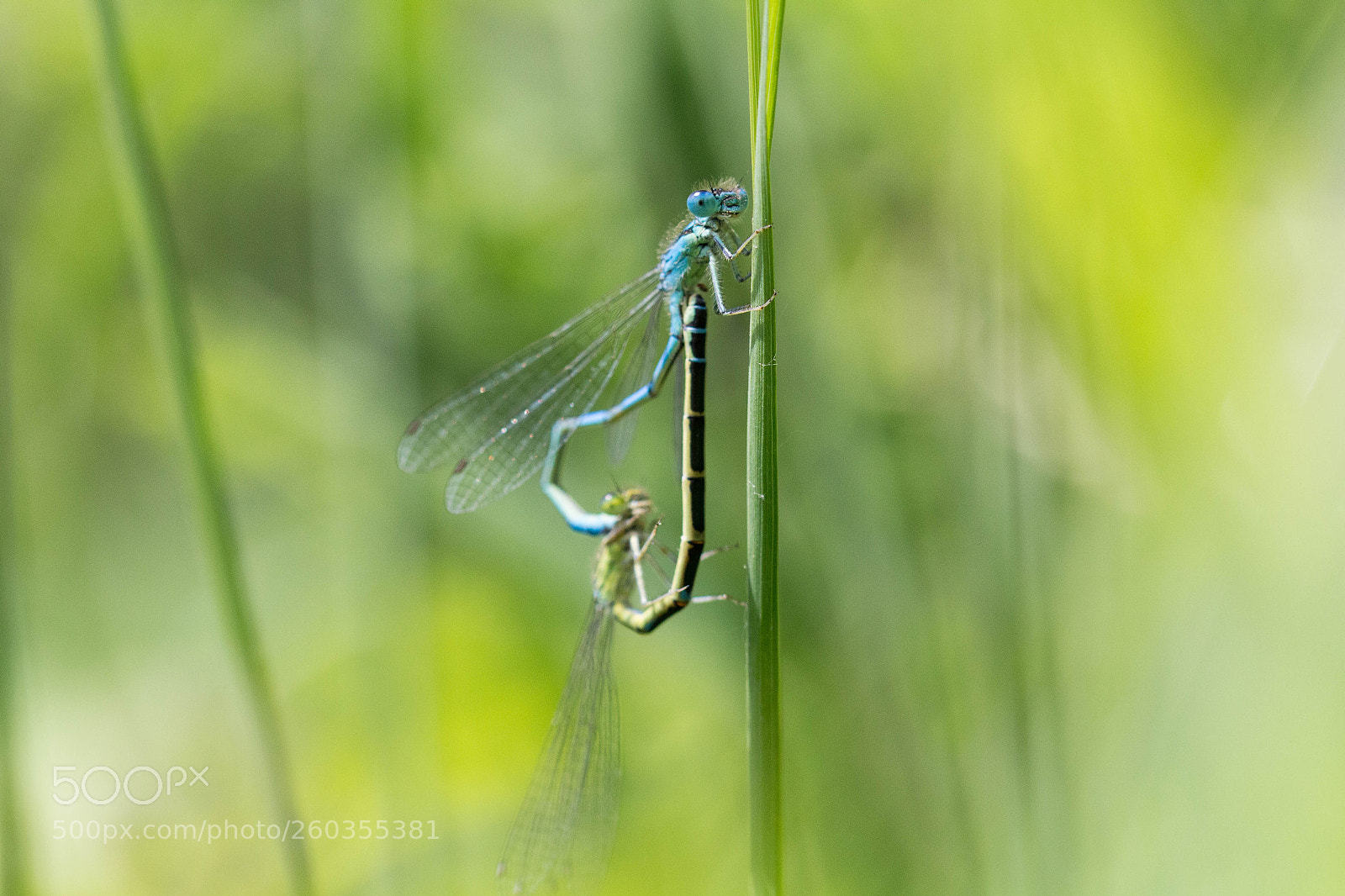 Canon EOS 700D (EOS Rebel T5i / EOS Kiss X7i) sample photo. Damselfly photography