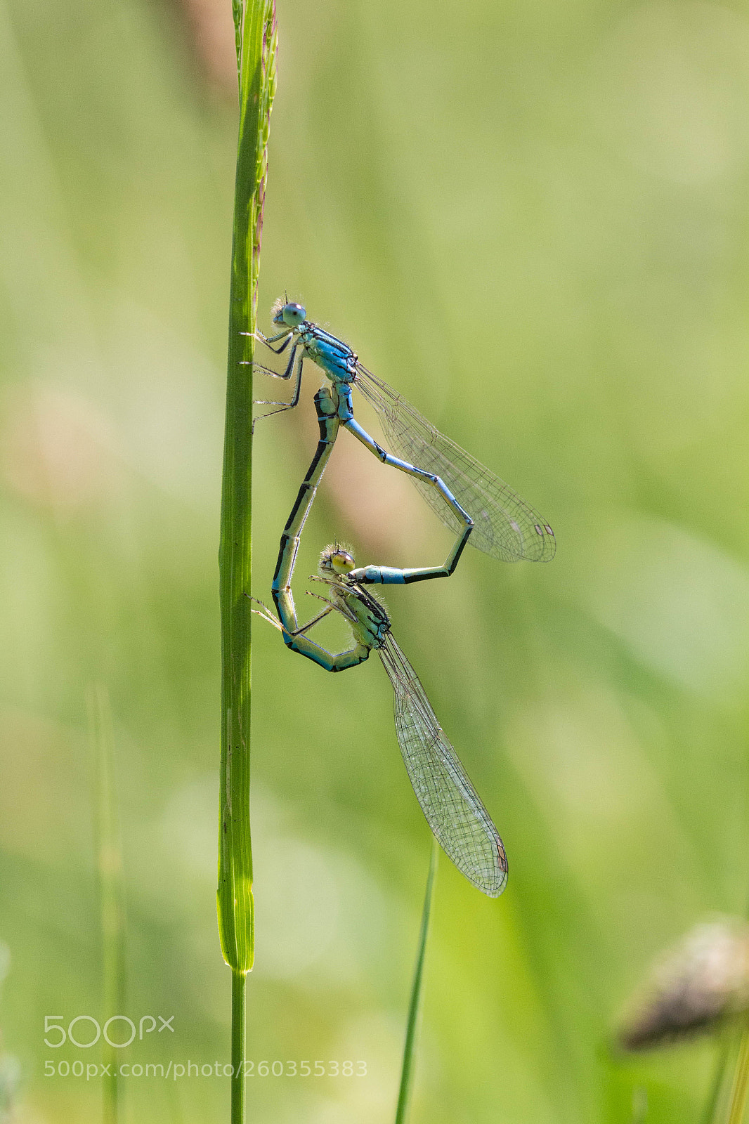 Canon EOS 700D (EOS Rebel T5i / EOS Kiss X7i) sample photo. Damselfly photography