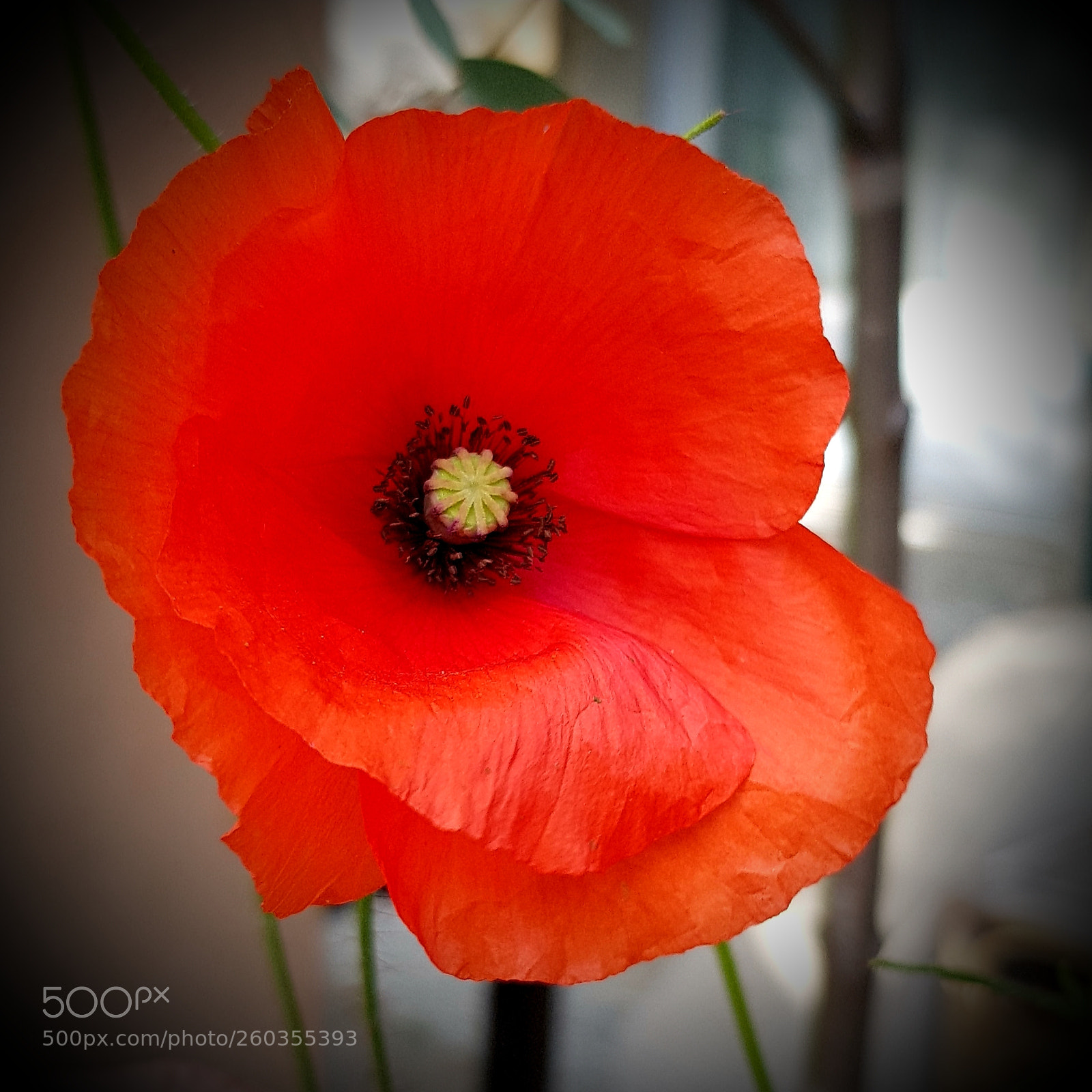 Samsung Galaxy S8 sample photo. Coquelicot photography