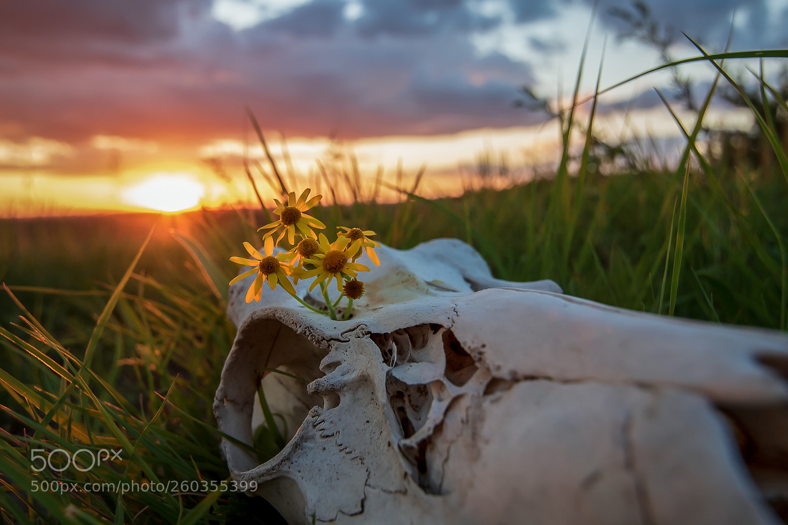 Nikon D750 sample photo. Skull play photography