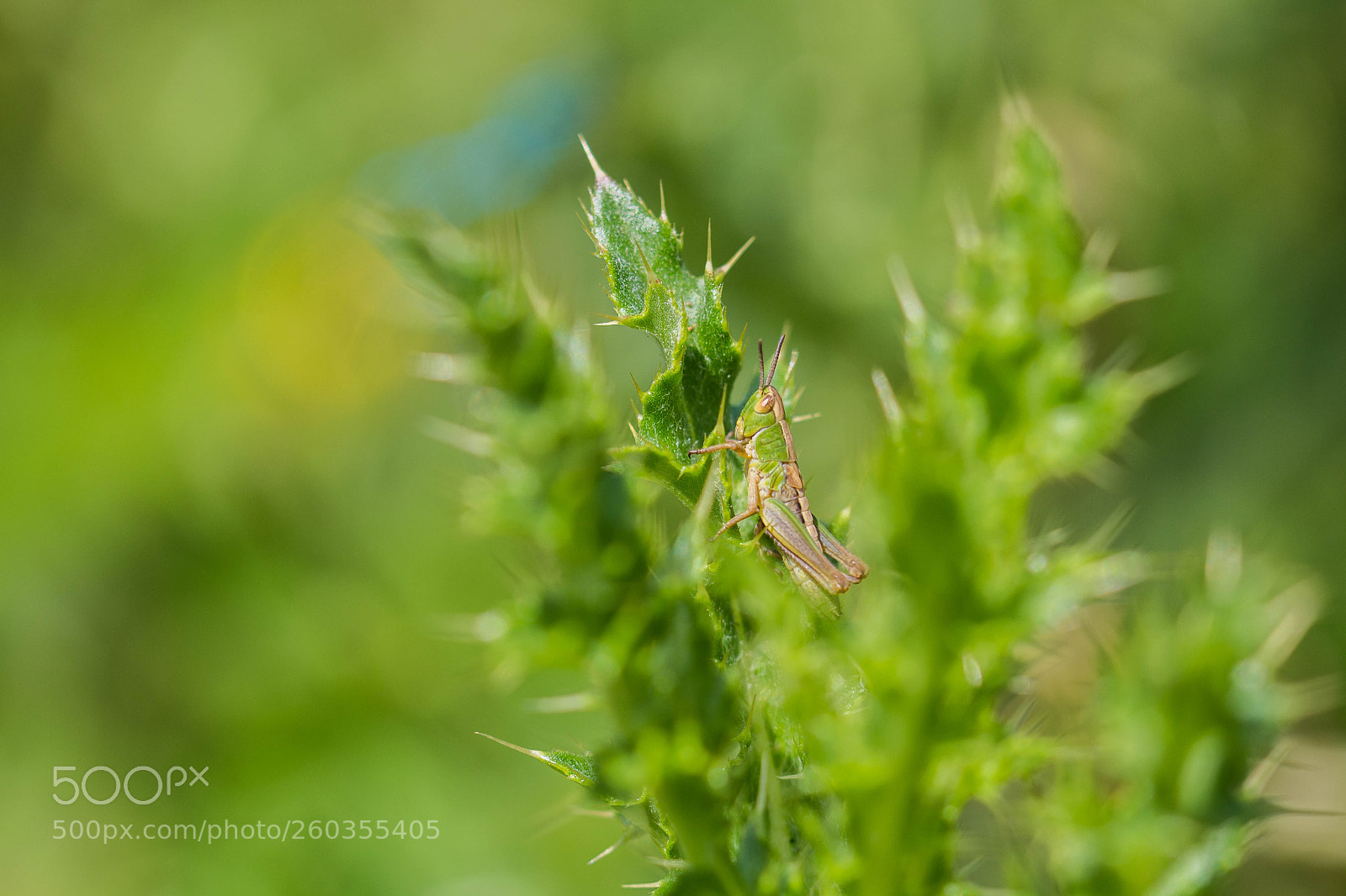 Canon EOS 700D (EOS Rebel T5i / EOS Kiss X7i) sample photo. Camouflage photography