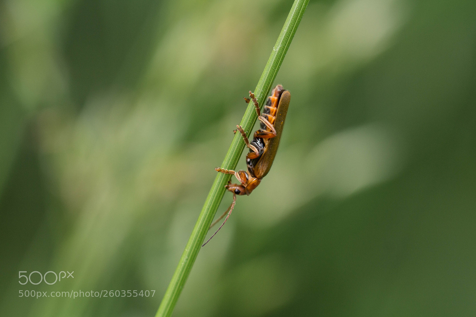Canon EOS 700D (EOS Rebel T5i / EOS Kiss X7i) sample photo. Red soldier? photography