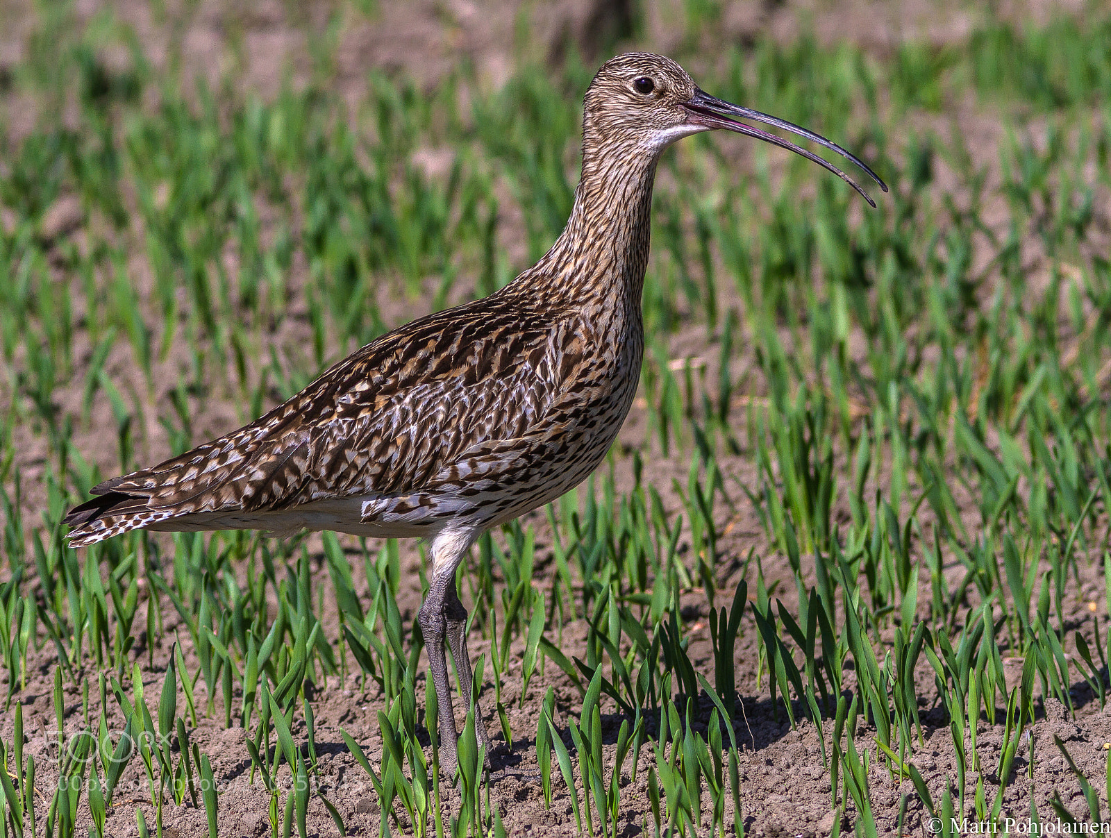 Canon EOS 7D sample photo. Eurasian curlew photography