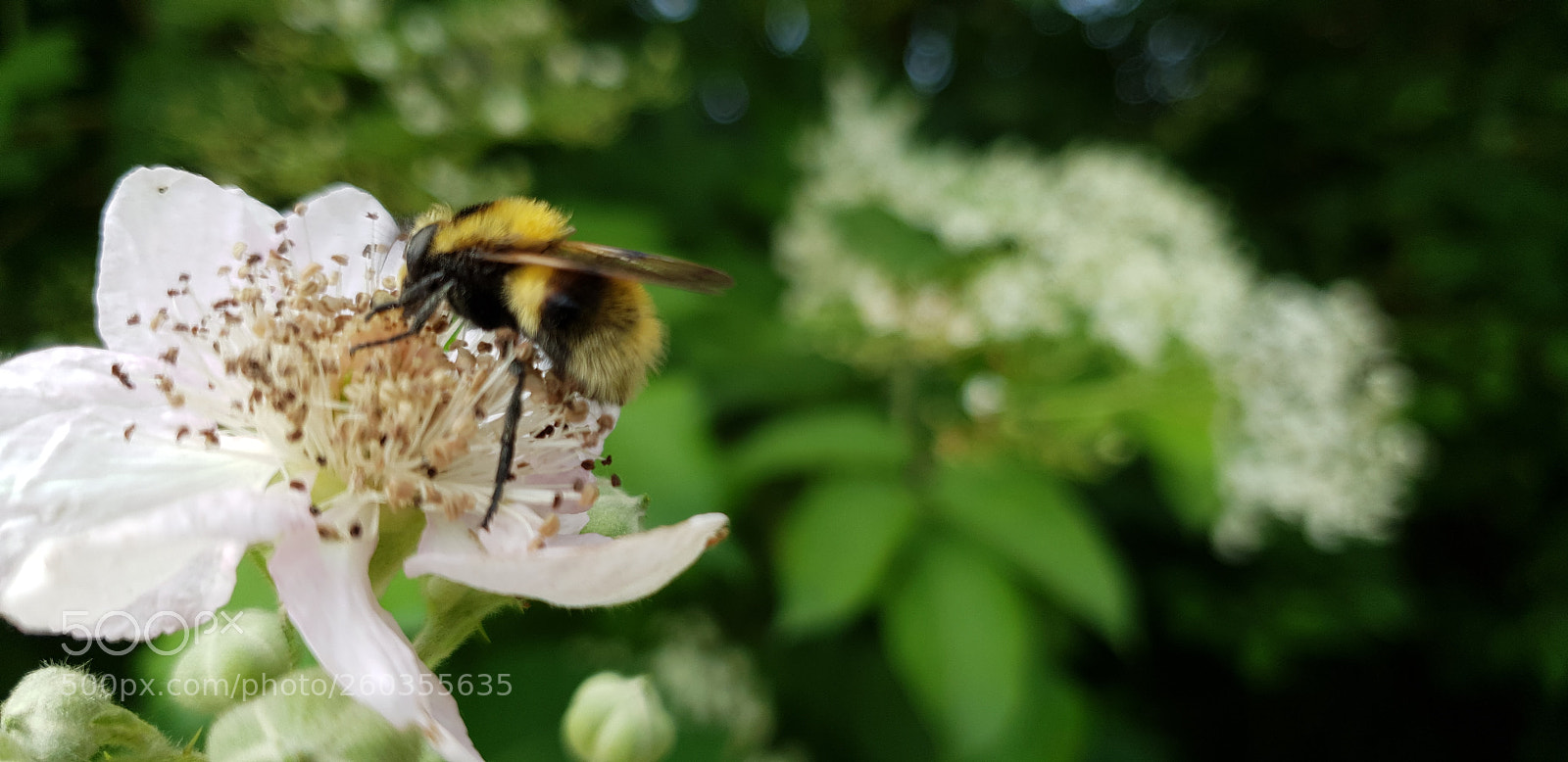Samsung Galaxy S9+ sample photo. Untitled photography