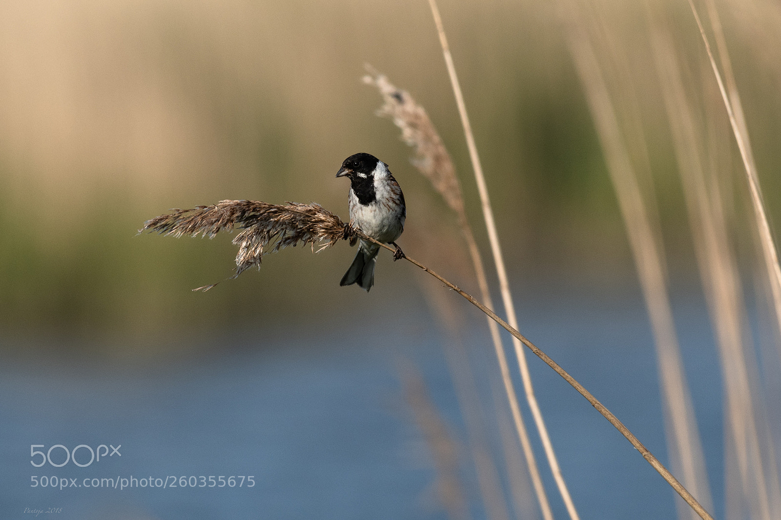 Nikon D500 sample photo. Reed bunting photography