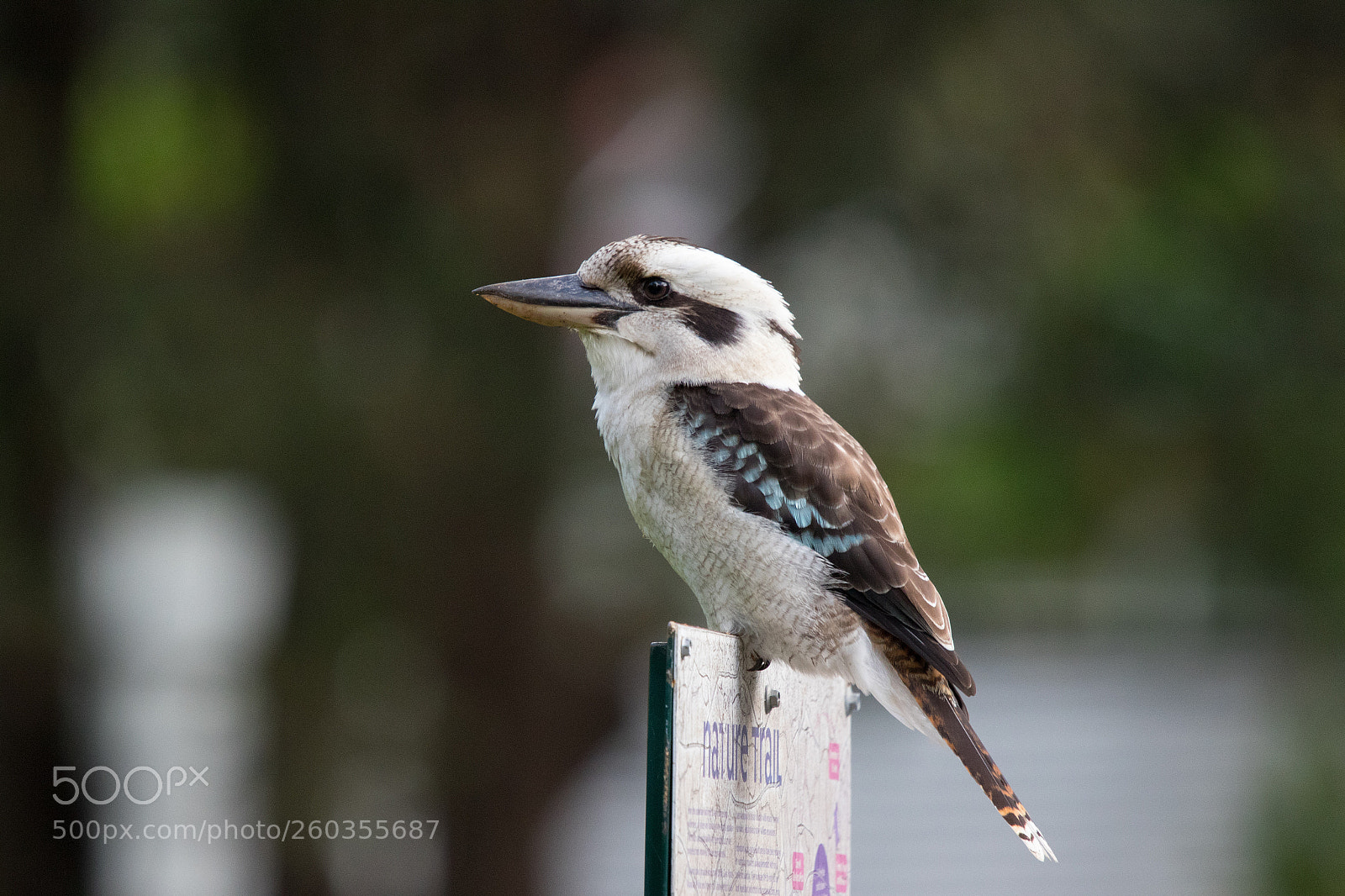 Canon EOS 7D Mark II sample photo. Laughing kookaburra photography