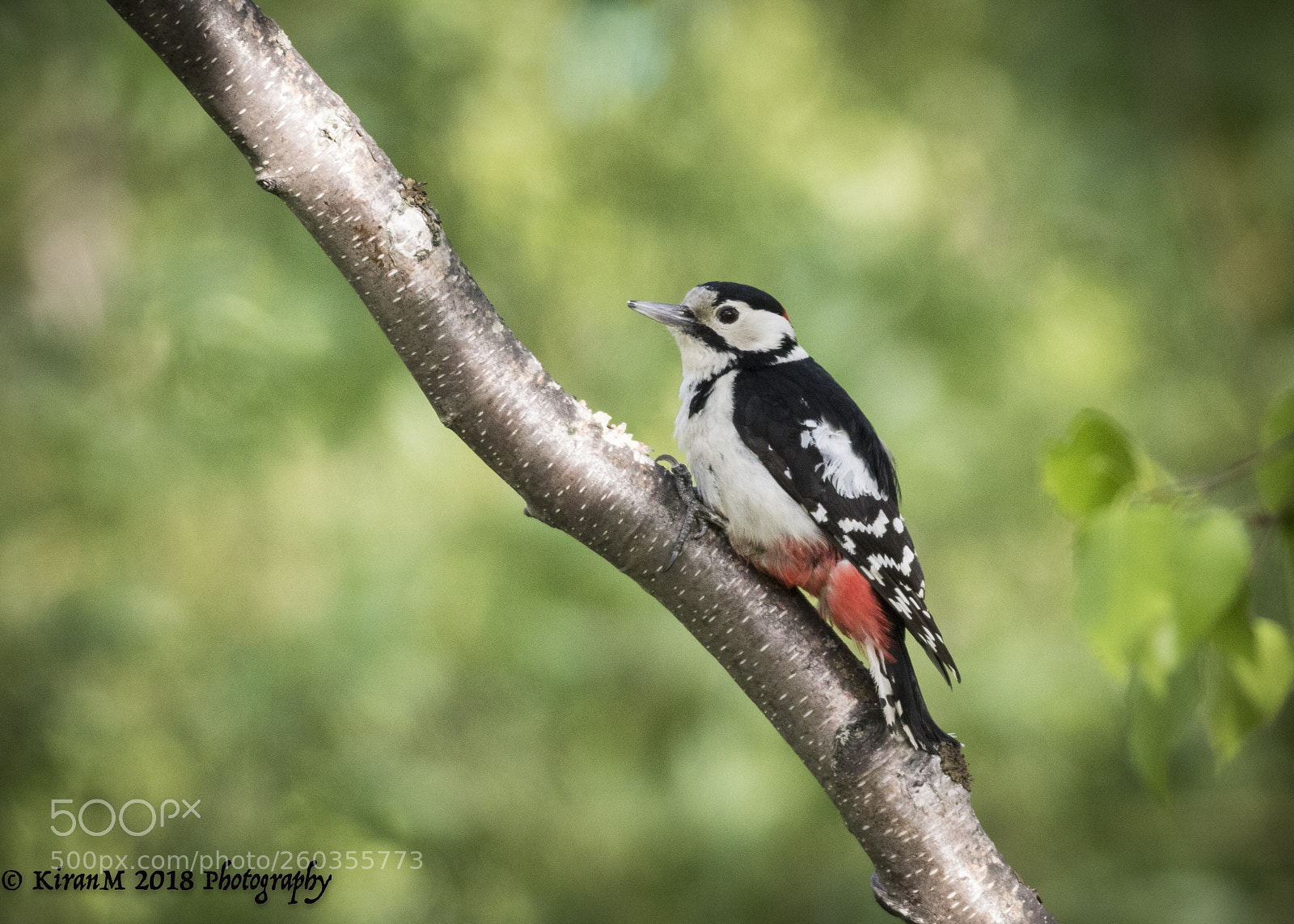 Canon EOS 7D Mark II sample photo. Great spotted woodpecker  photography