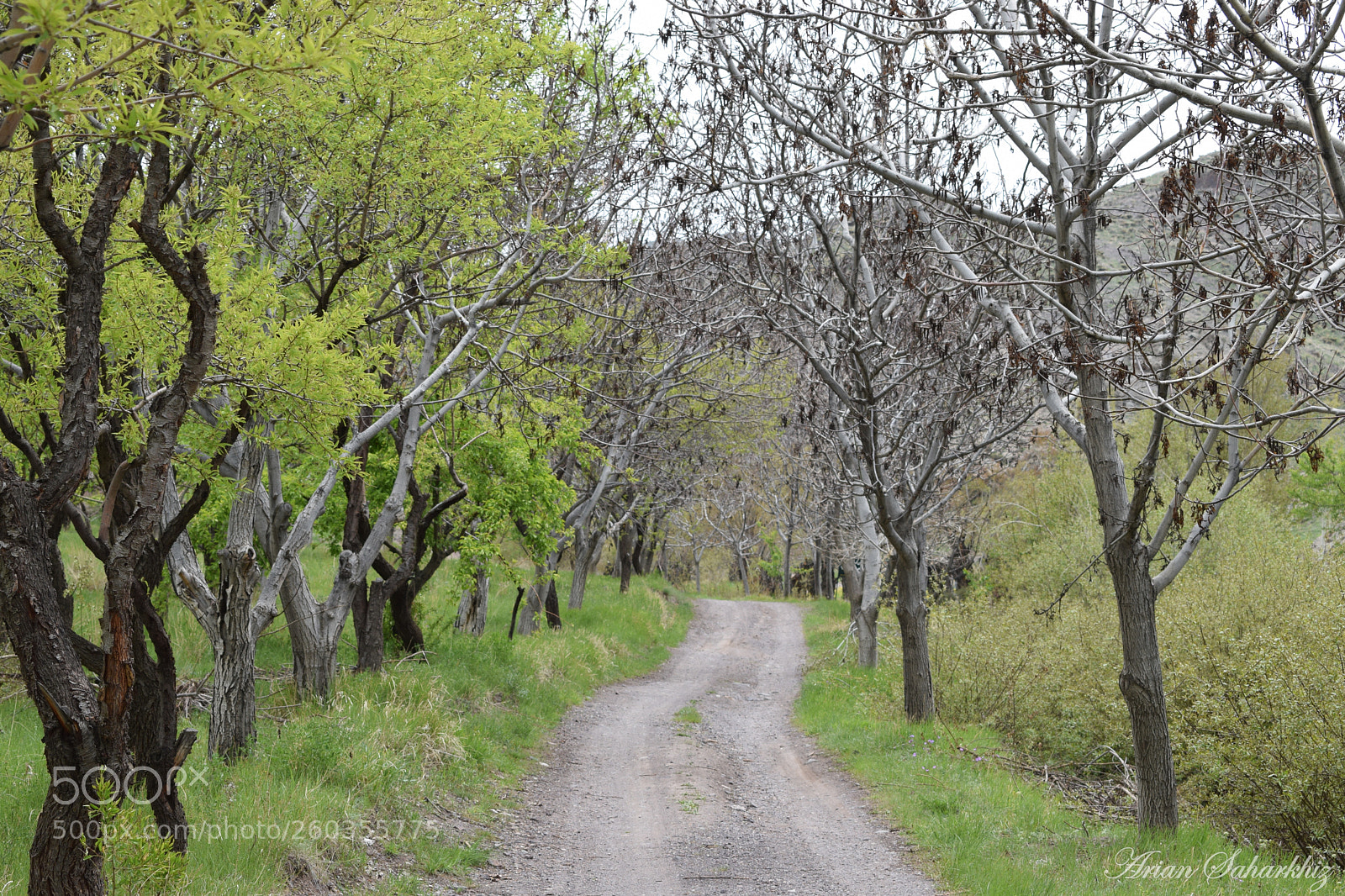 Nikon D5300 sample photo. Road to paradise photography