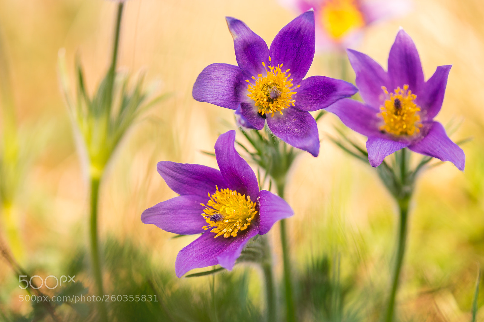 Sony a7 II sample photo. European pasqueflower photography