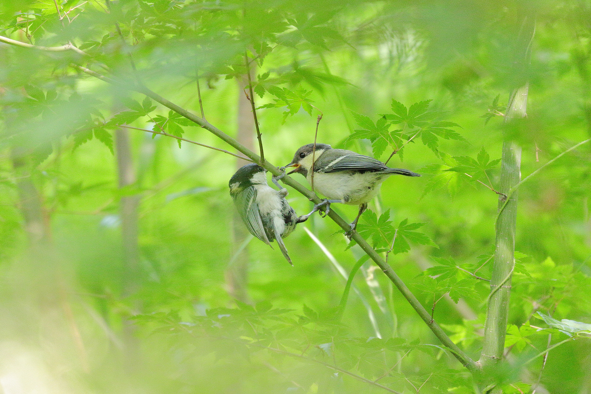 Canon EOS 7D Mark II sample photo. シジュウカラ親子 7i2a5734 photography